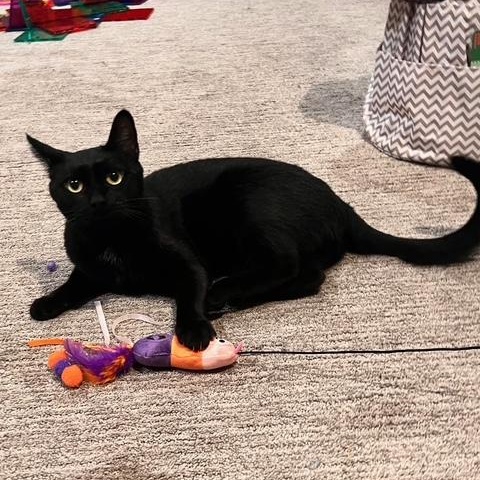 Binx, adoptable, Adult Female Domestic Short Hair.