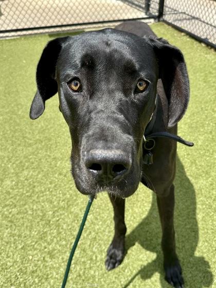 Scott, a Adoptable mixed breed in Wichita, KS image 2/3