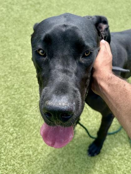 Scott, a Adoptable mixed breed in Wichita, KS image 3/3