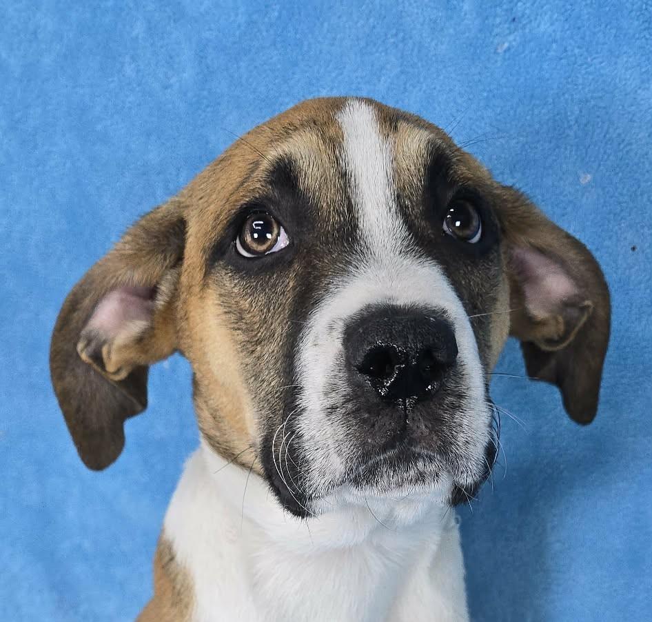 Enlarge Theseus, a Adoptable mixed breed in Newport, TN image 2/5
