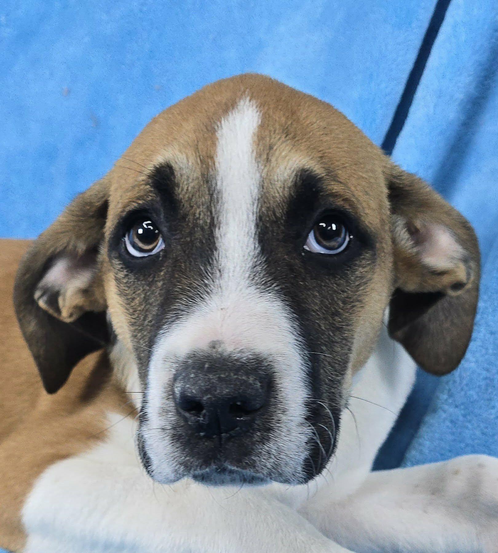 Theseus, Adoptable, Puppy Male Boxer & Great Dane.