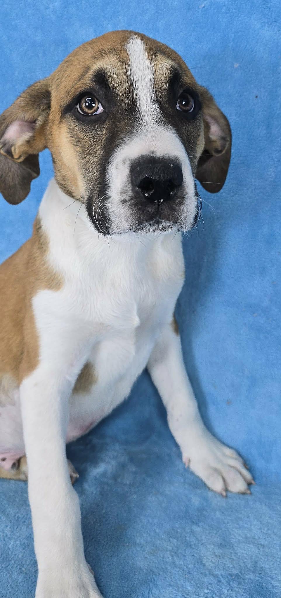 Enlarge Theseus, a Adoptable mixed breed in Newport, TN image 4/5