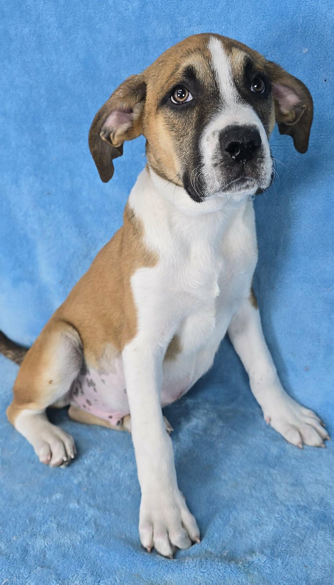 Enlarge Theseus, a Adoptable mixed breed in Newport, TN image 5/5