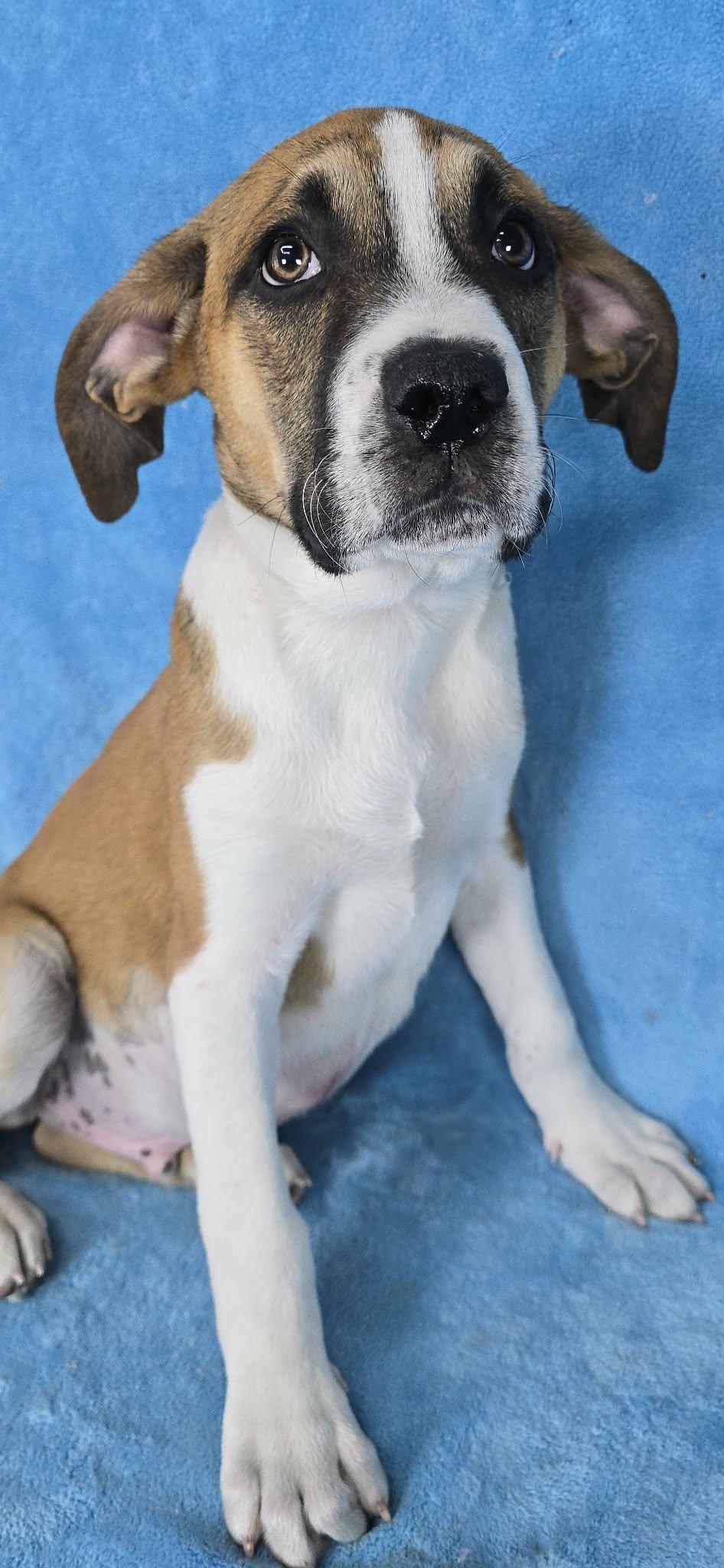 Enlarge Theseus, a Adoptable mixed breed in Newport, TN image 3/5