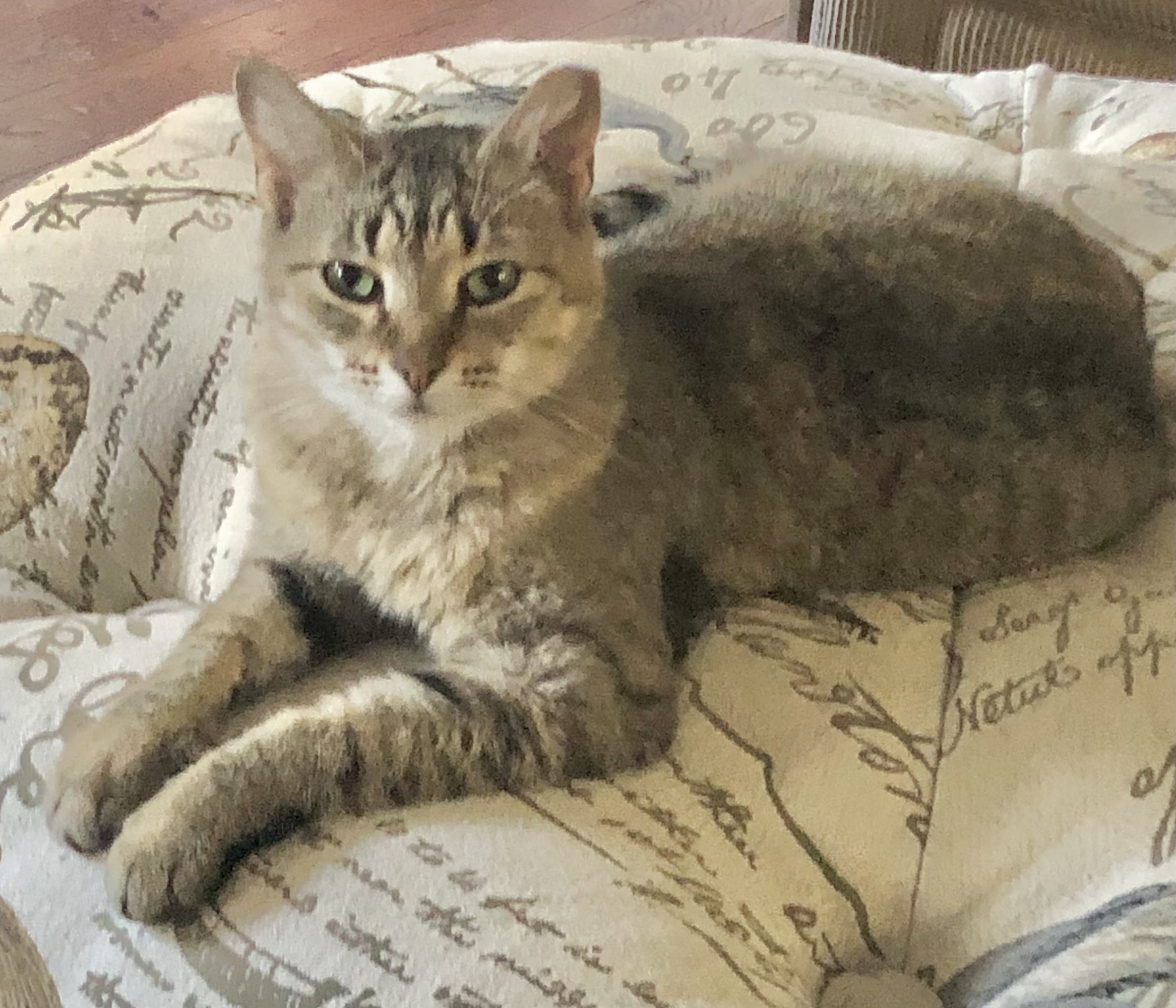 Baby Girl - Kuykendahl Petsmart, an adoptable Tabby & Domestic Short Hair Mix in Spring, TX_image-1