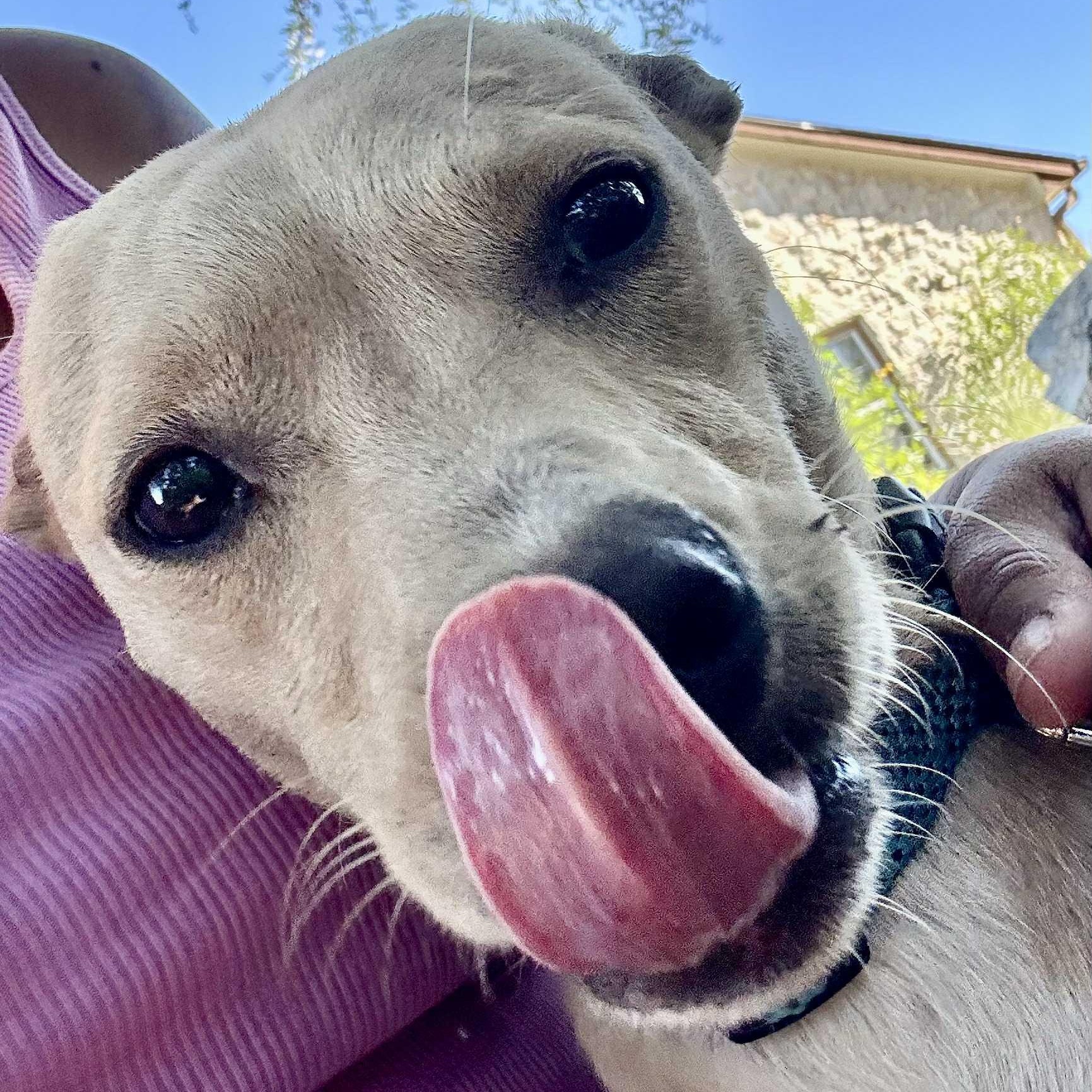 Dean, adopted, Young Male Chihuahua.