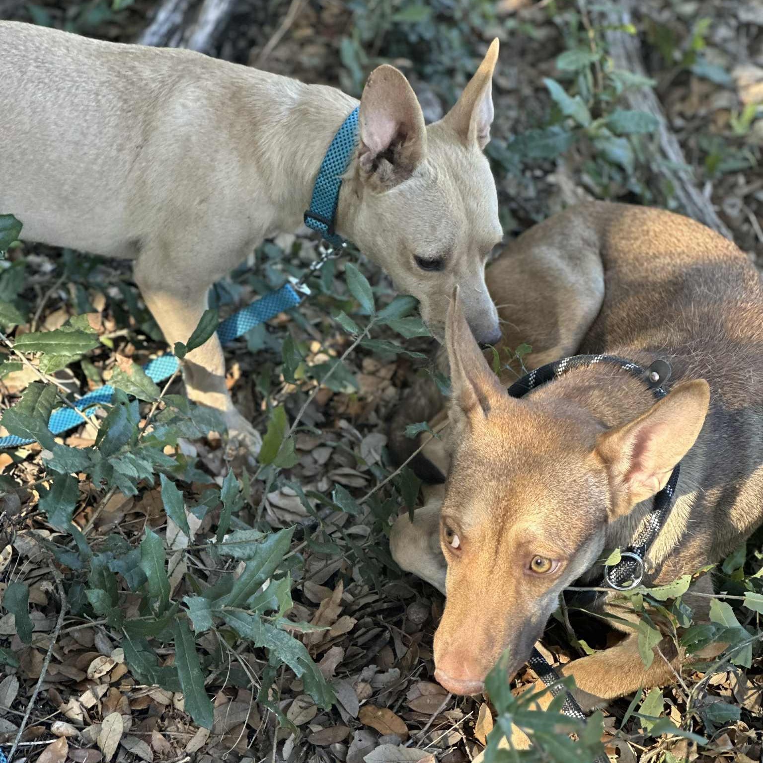 Enlarge Dean, an adopted mixed breed in Glen Burnie , MD image 5/6