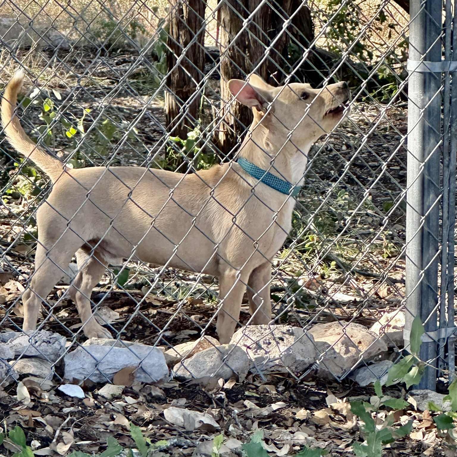Enlarge Dean, an adopted mixed breed in Glen Burnie , MD image 4/6