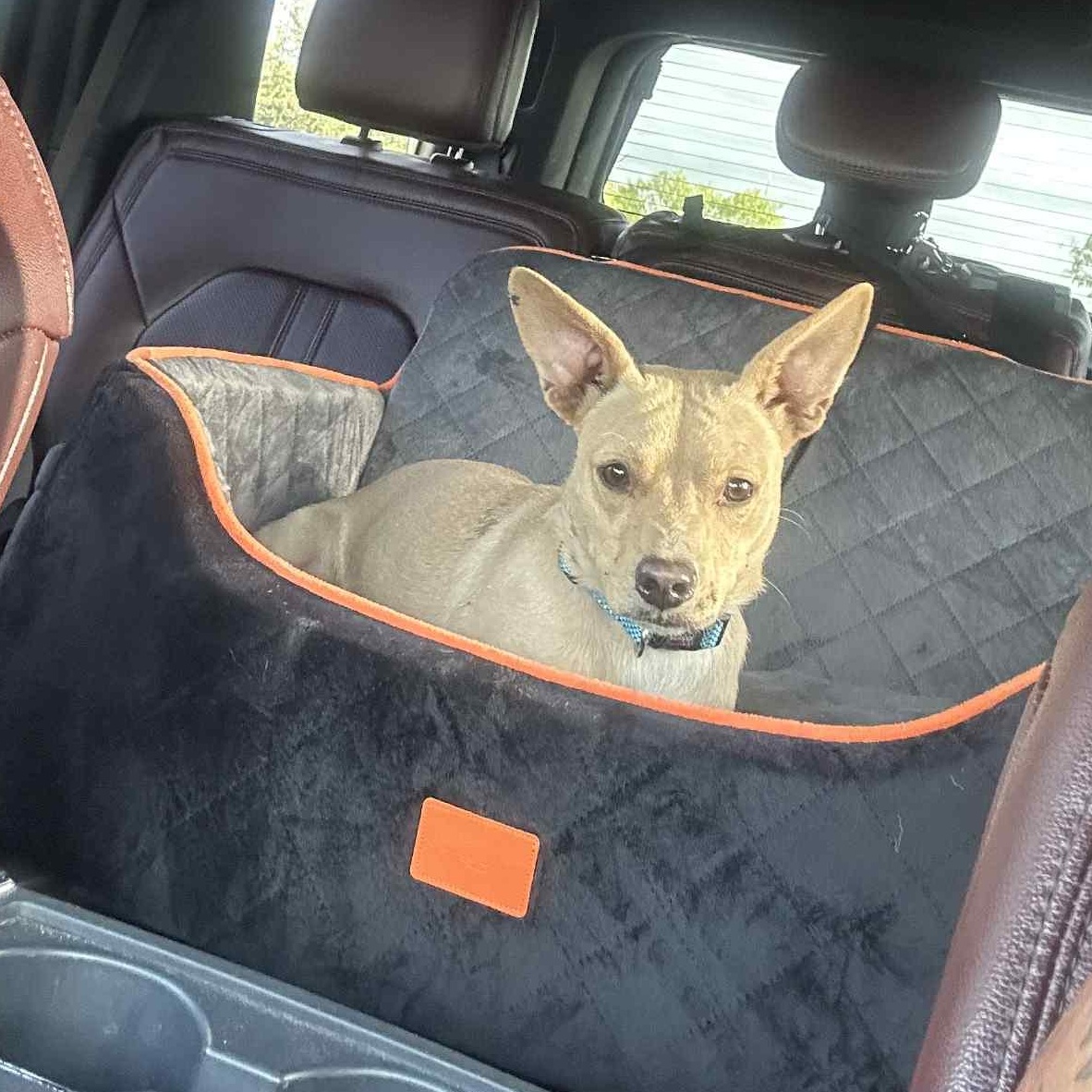 Enlarge Dean, an adopted mixed breed in Glen Burnie , MD image 3/6