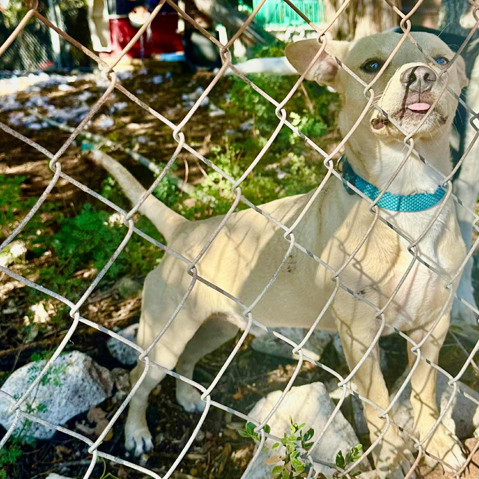 Enlarge Dean, an adopted mixed breed in Glen Burnie , MD image 2/6