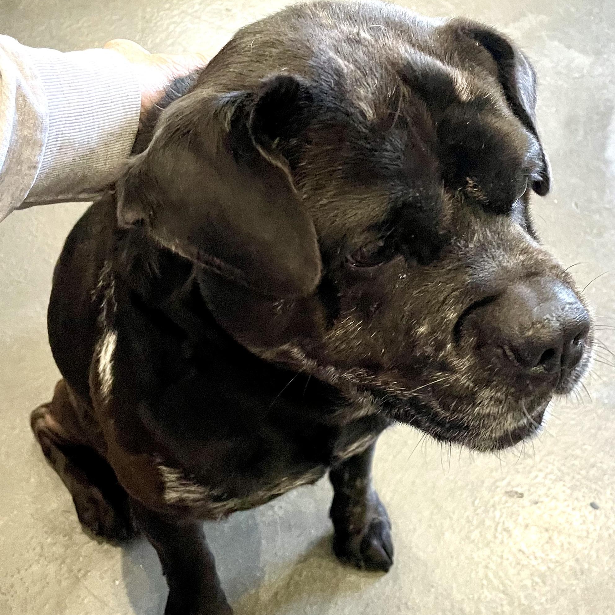 Enlarge Marble, a Adoptable mixed breed in West Milford, NJ image 3/6