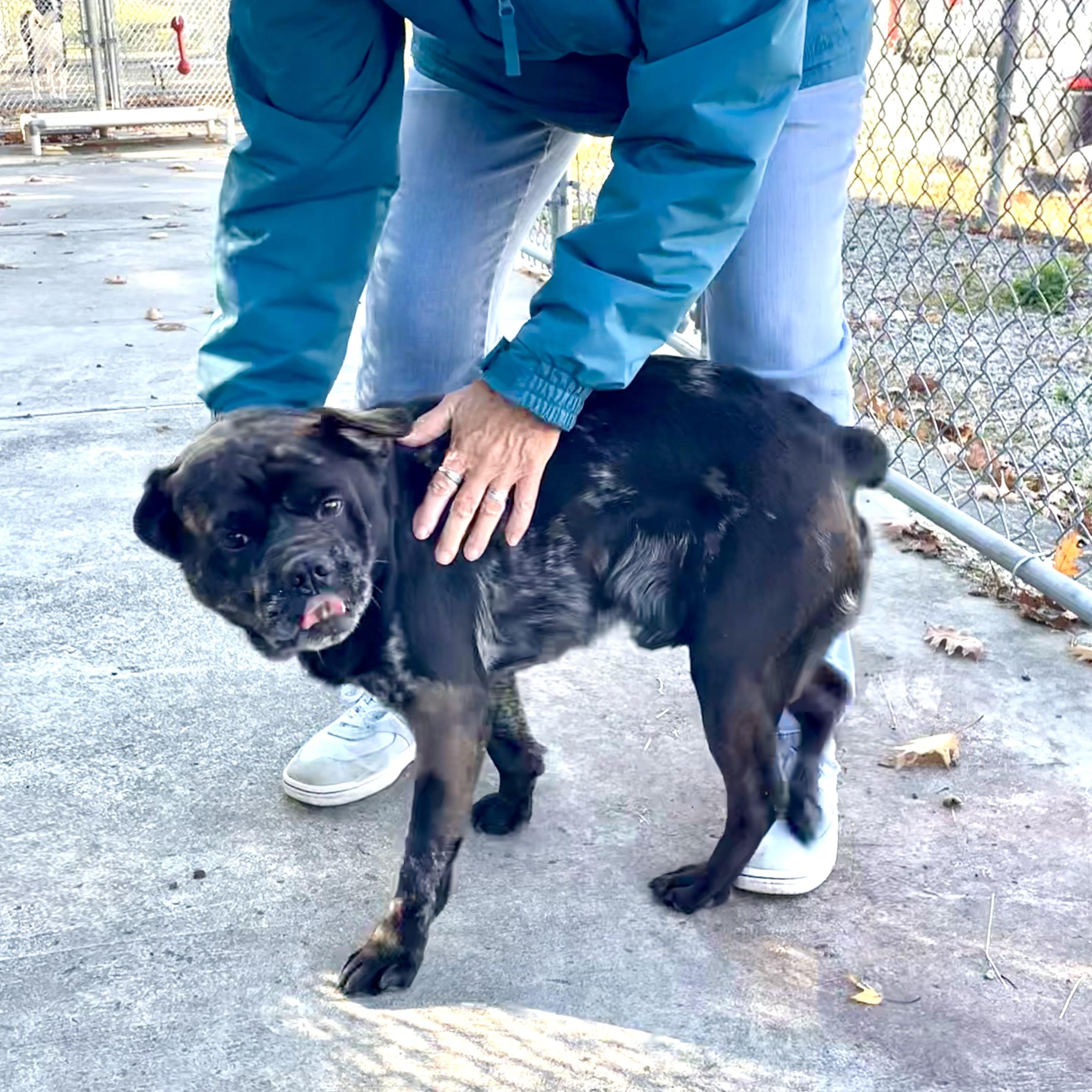 Marble, Adoptable, Young Male Shar-Pei.