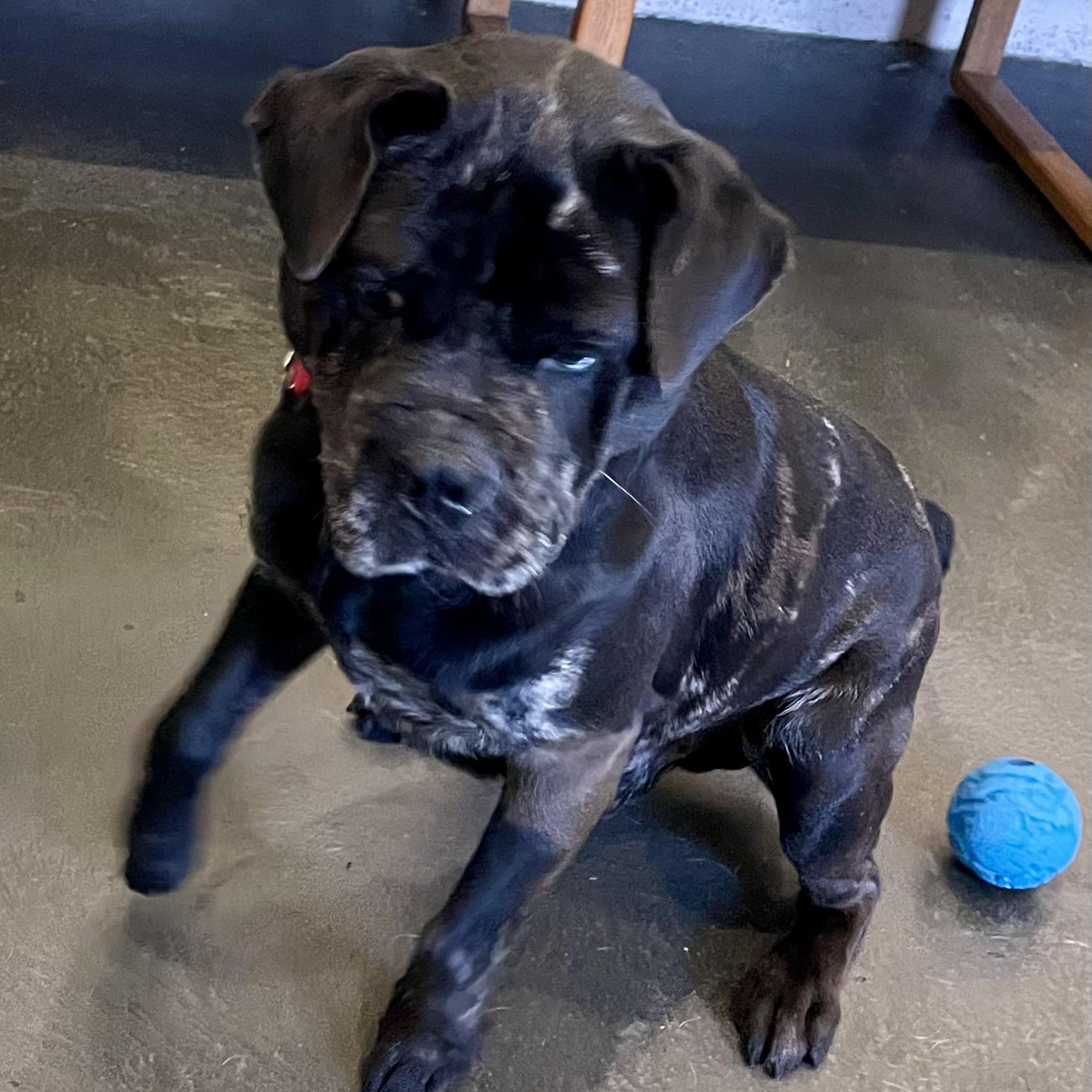 Enlarge Marble, a Adoptable mixed breed in West Milford, NJ image 5/6