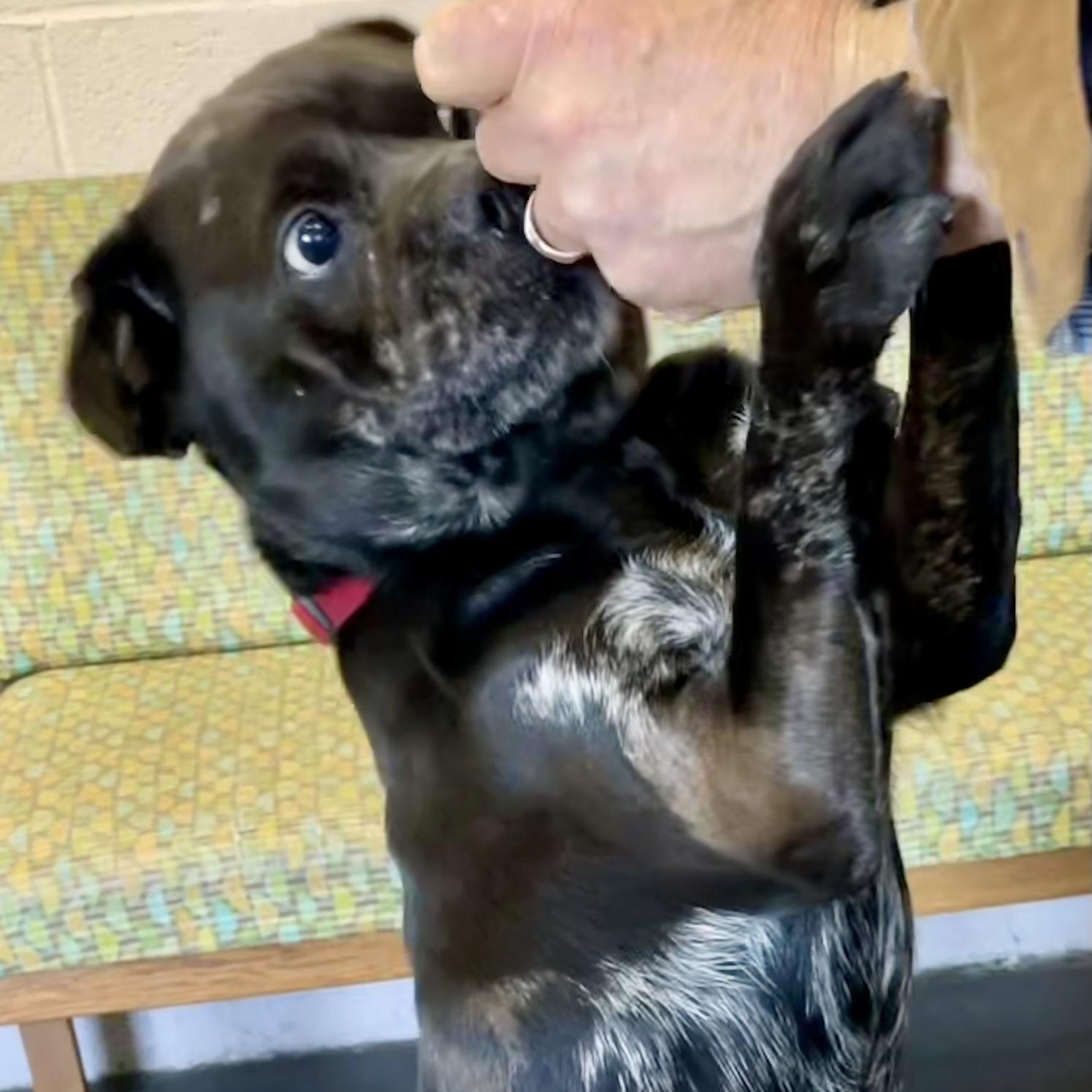 Enlarge Marble, a Adoptable mixed breed in West Milford, NJ image 1/6