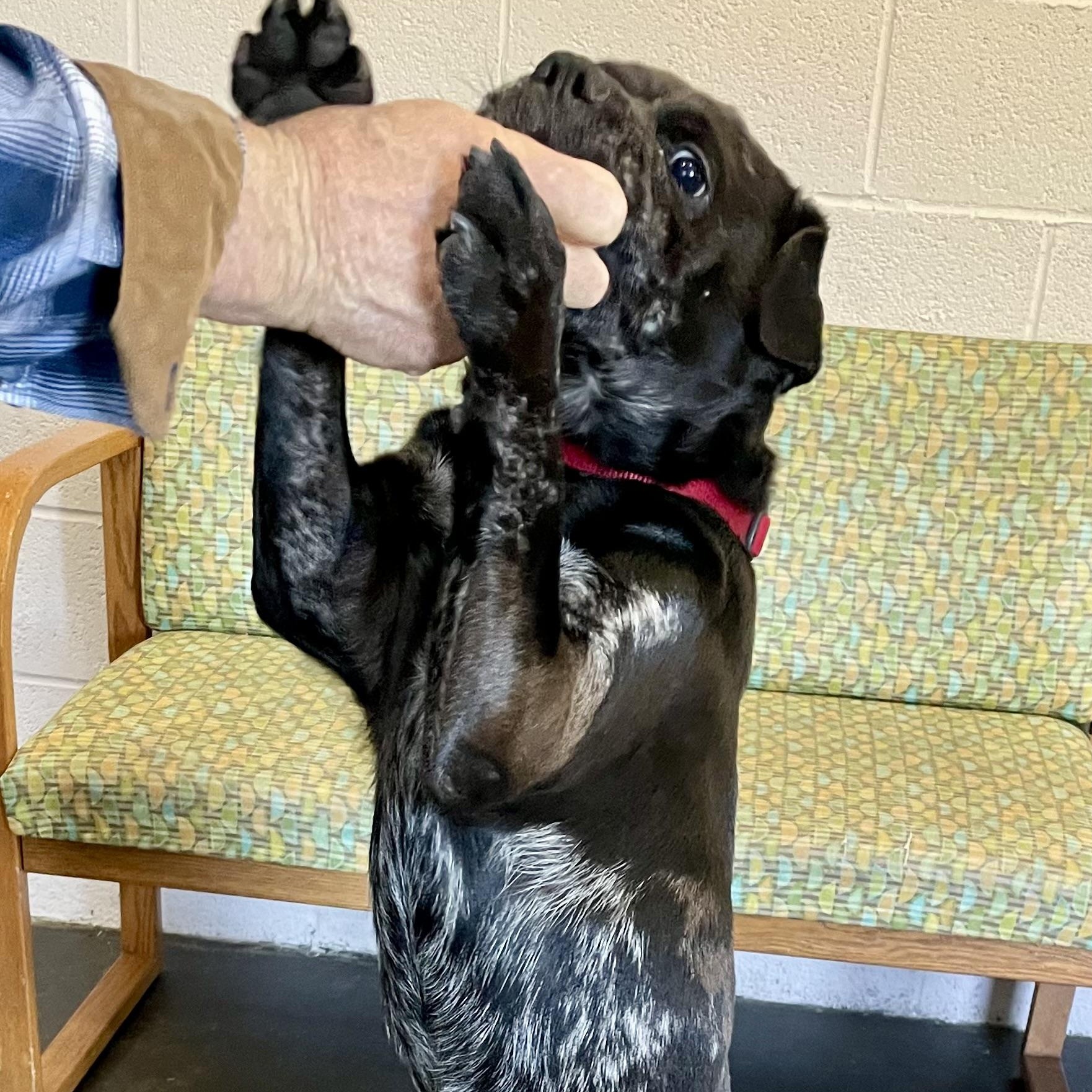 Enlarge Marble, a Adoptable mixed breed in West Milford, NJ image 4/6