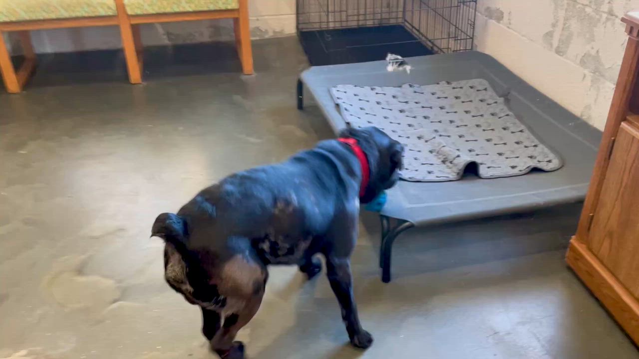 Enlarge Marble, a Adoptable mixed breed in West Milford, NJ video 6/6