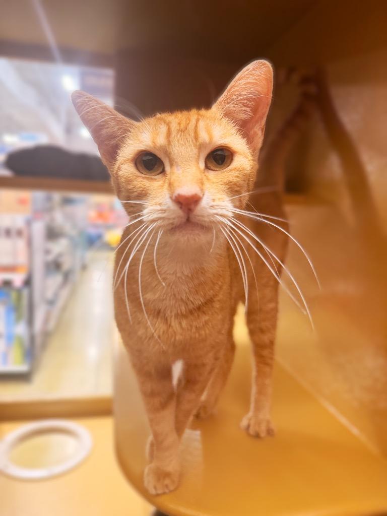Short cake, Adoptable, Adult Female Domestic Short Hair.