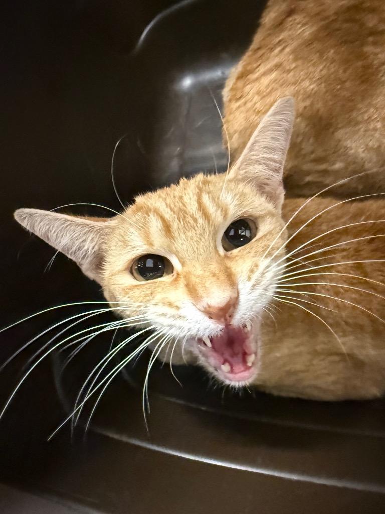 Short cake, a Adoptable mixed breed in Thousand Oaks, CA image 2/3