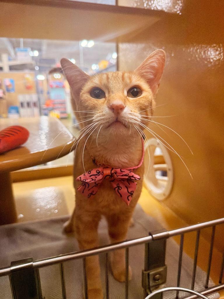Short cake, a Adoptable mixed breed in Thousand Oaks, CA image 3/3