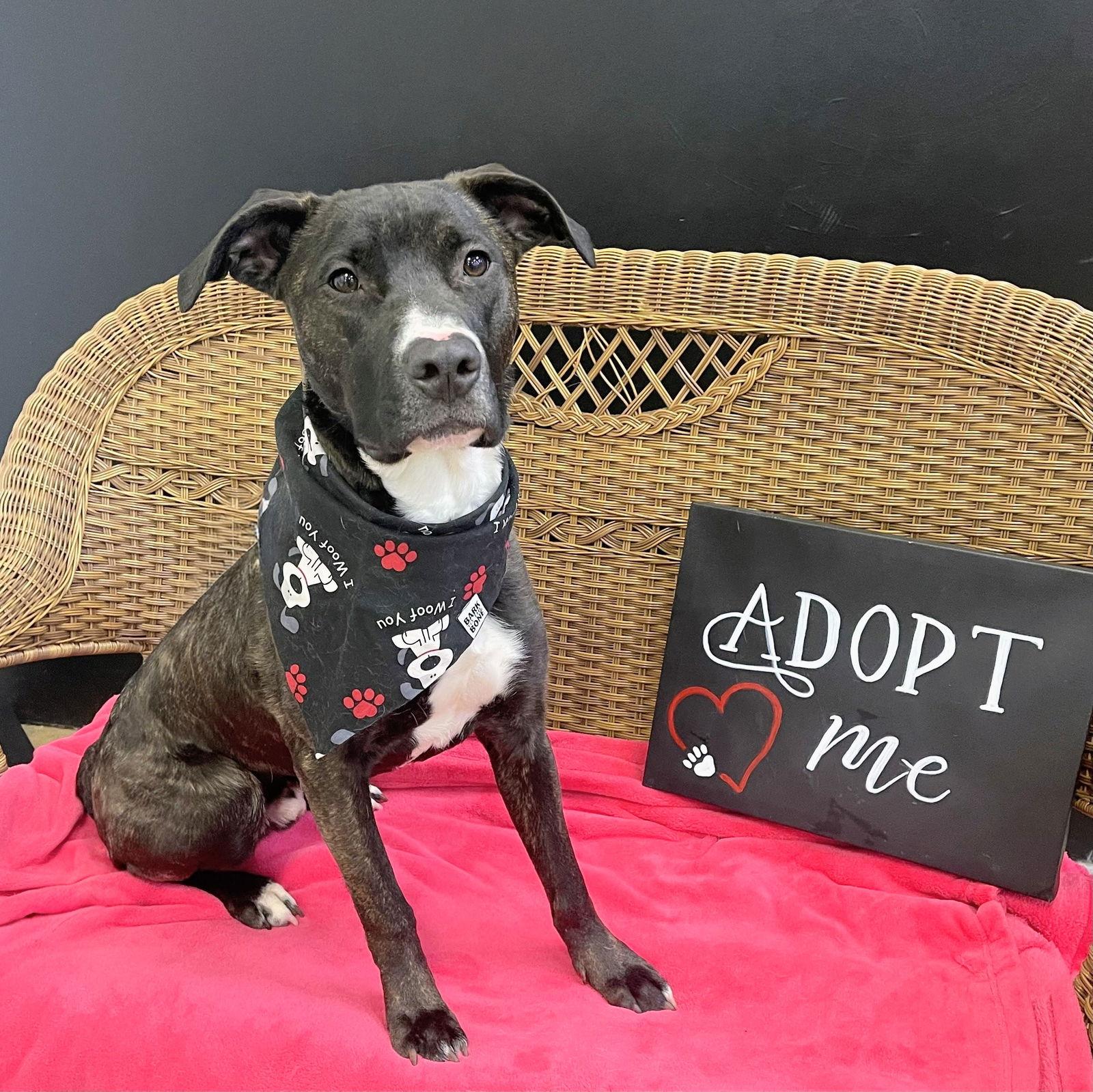 Bobbie Dixon thumbnail 3