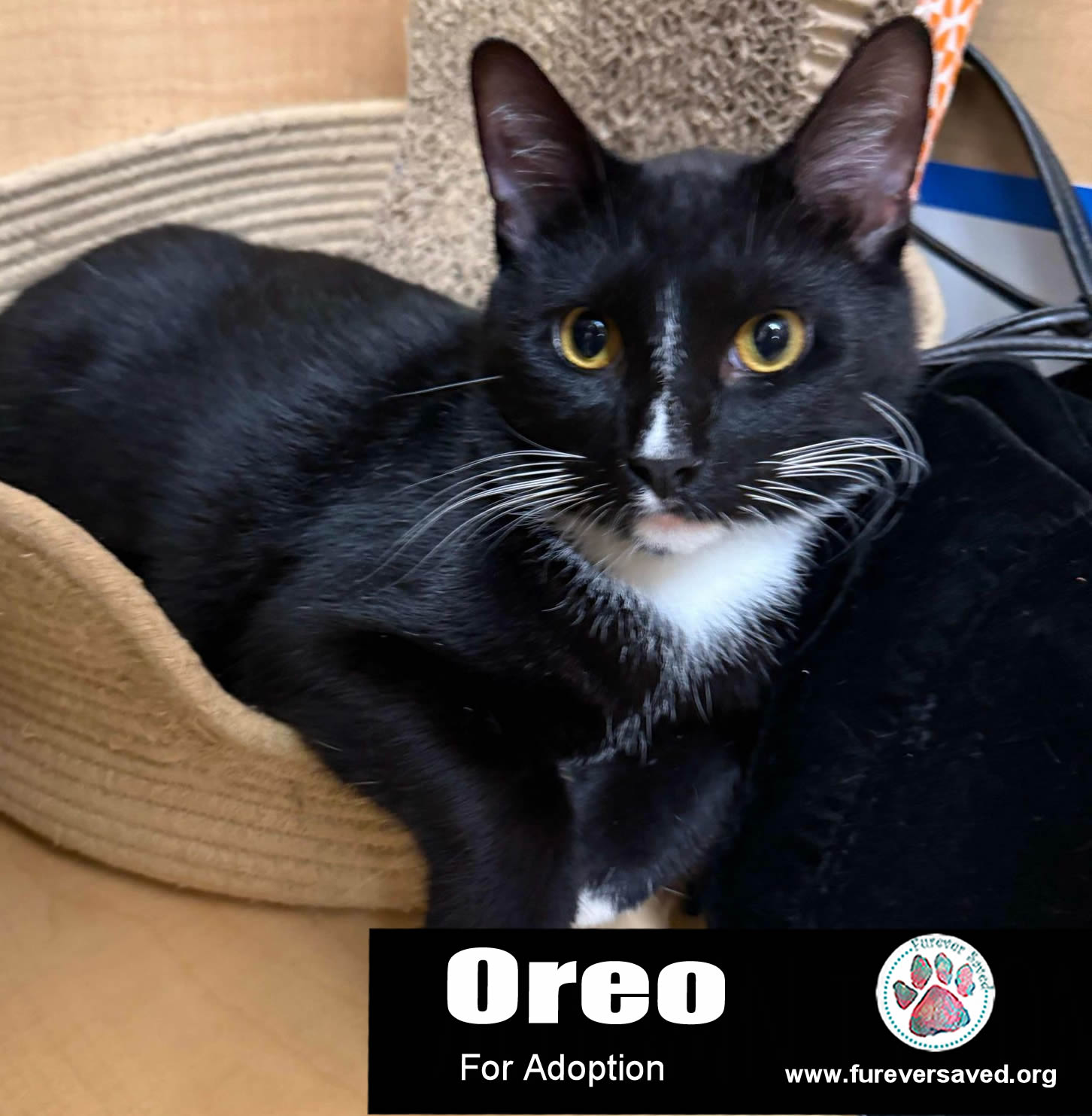 Oreo, Adoptable, Young Male Domestic Short Hair.