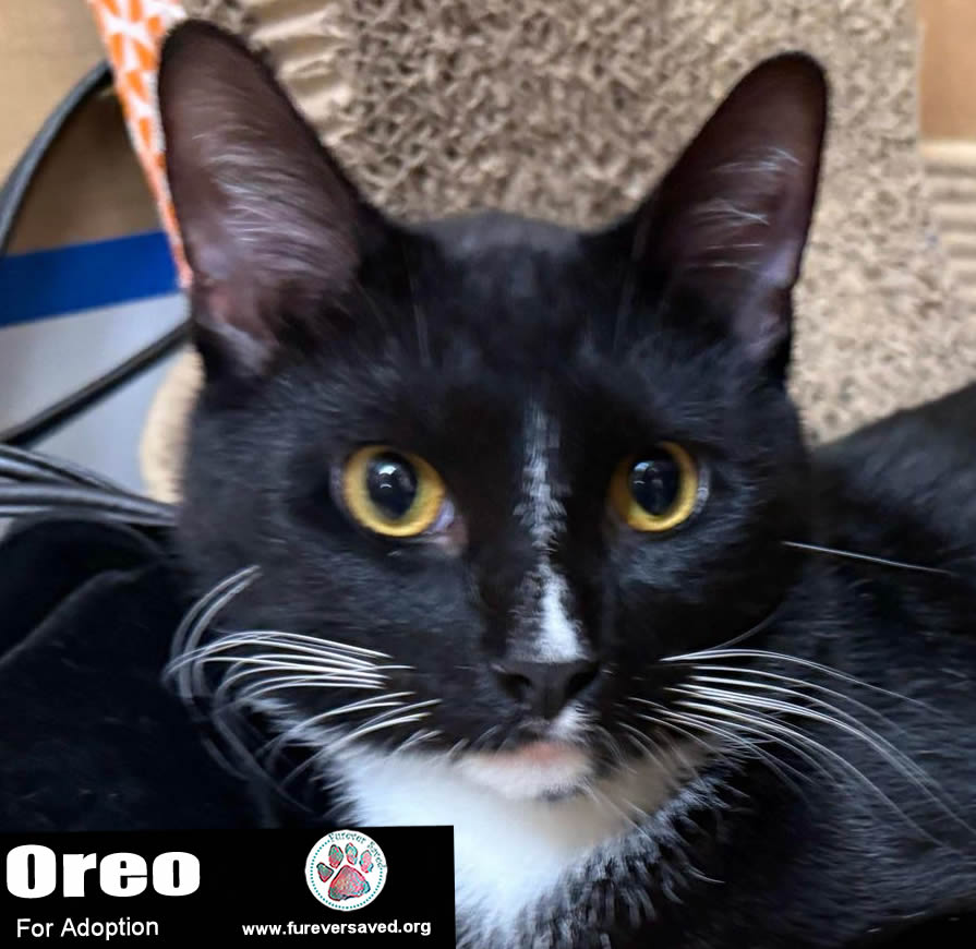 Enlarge Oreo, a Adoptable Domestic Short Hair in Miami, FL image 2/2