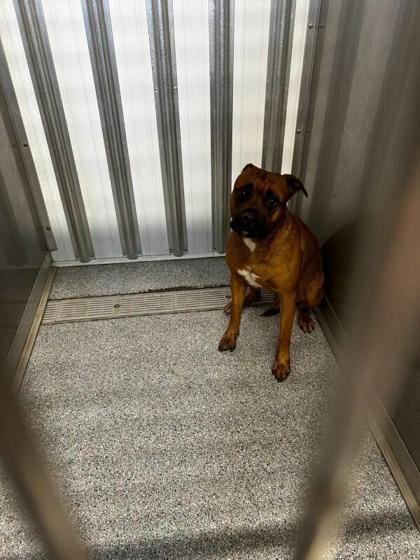 Tito, Adoptable, Adult Male Pit Bull Terrier & Mastiff.