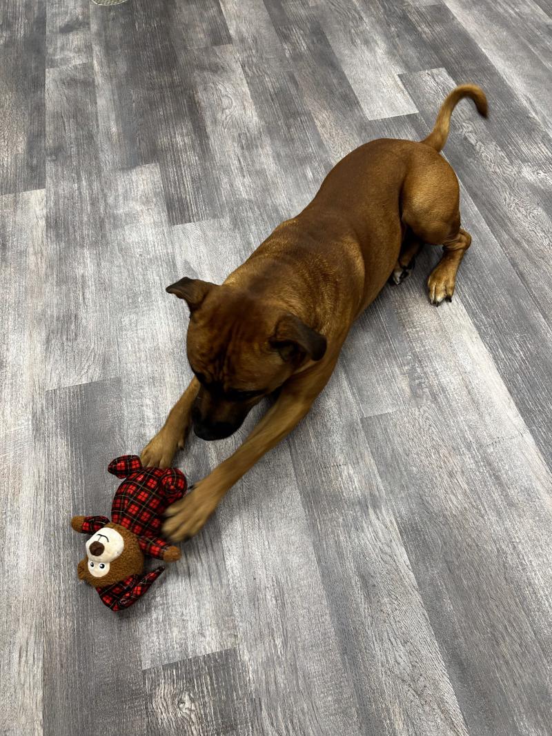 Enlarge Tito, a Adoptable mixed breed in bellefontaine, OH image 2/6