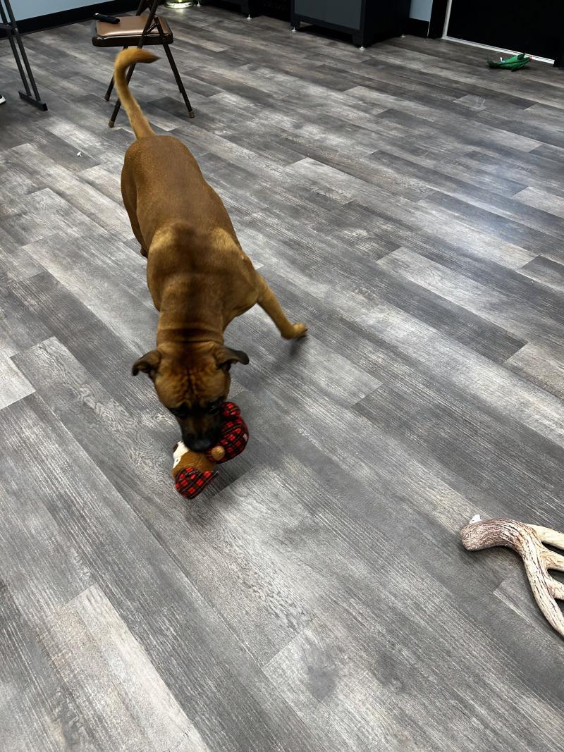 Enlarge Tito, a Adoptable mixed breed in bellefontaine, OH image 3/6