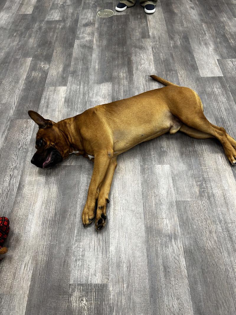 Enlarge Tito, a Adoptable mixed breed in bellefontaine, OH image 4/6