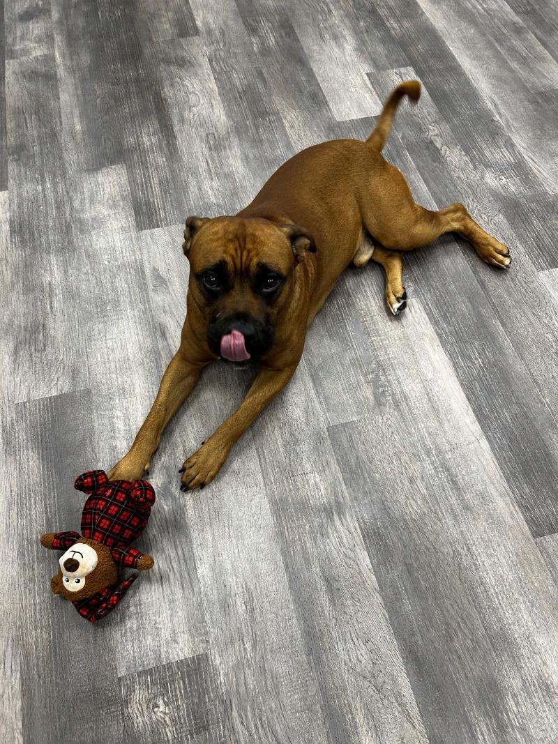 Enlarge Tito, a Adoptable mixed breed in bellefontaine, OH image 5/6