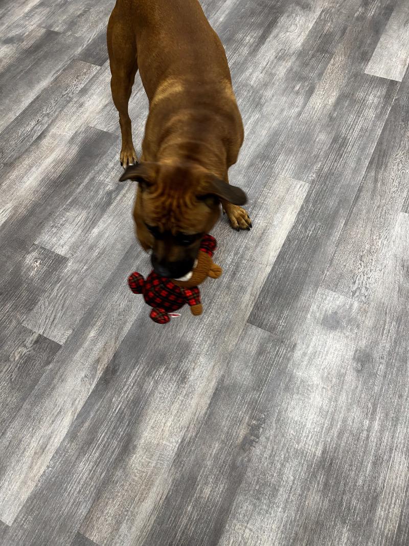 Enlarge Tito, a Adoptable mixed breed in bellefontaine, OH image 6/6