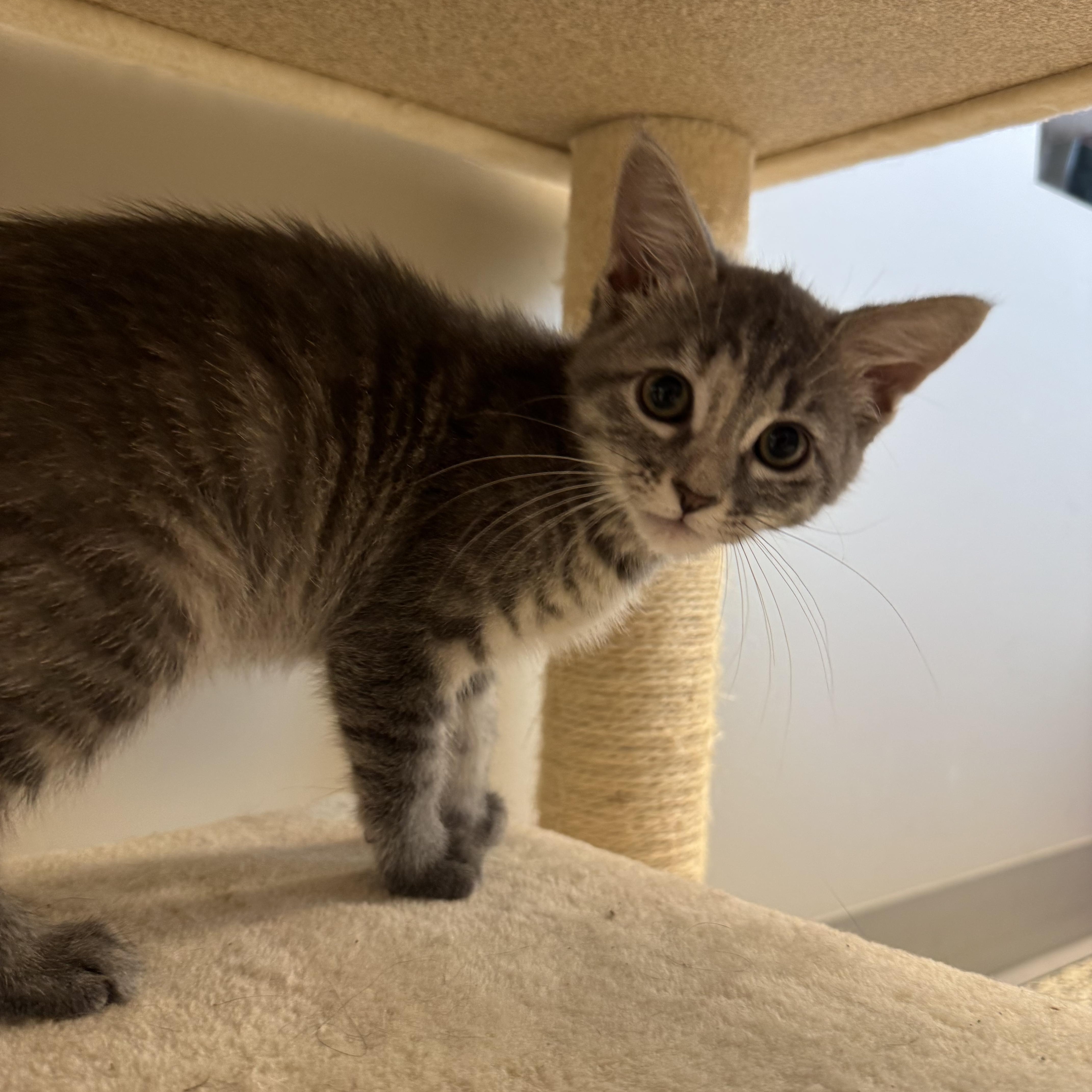 Idaho, an adopted Domestic Short Hair in Liberty, MO image 5/6