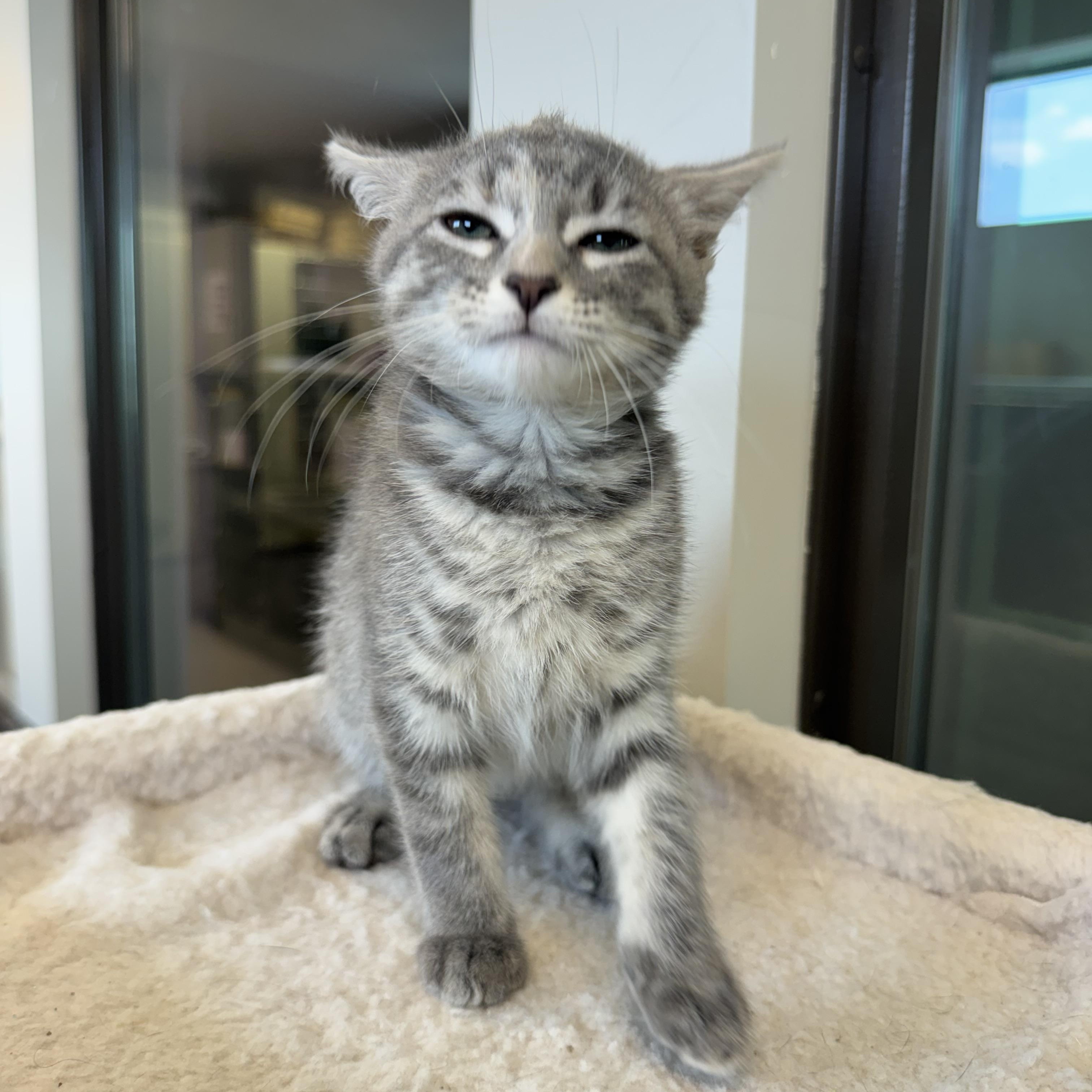 Idaho, an adopted Domestic Short Hair in Liberty, MO image 3/6