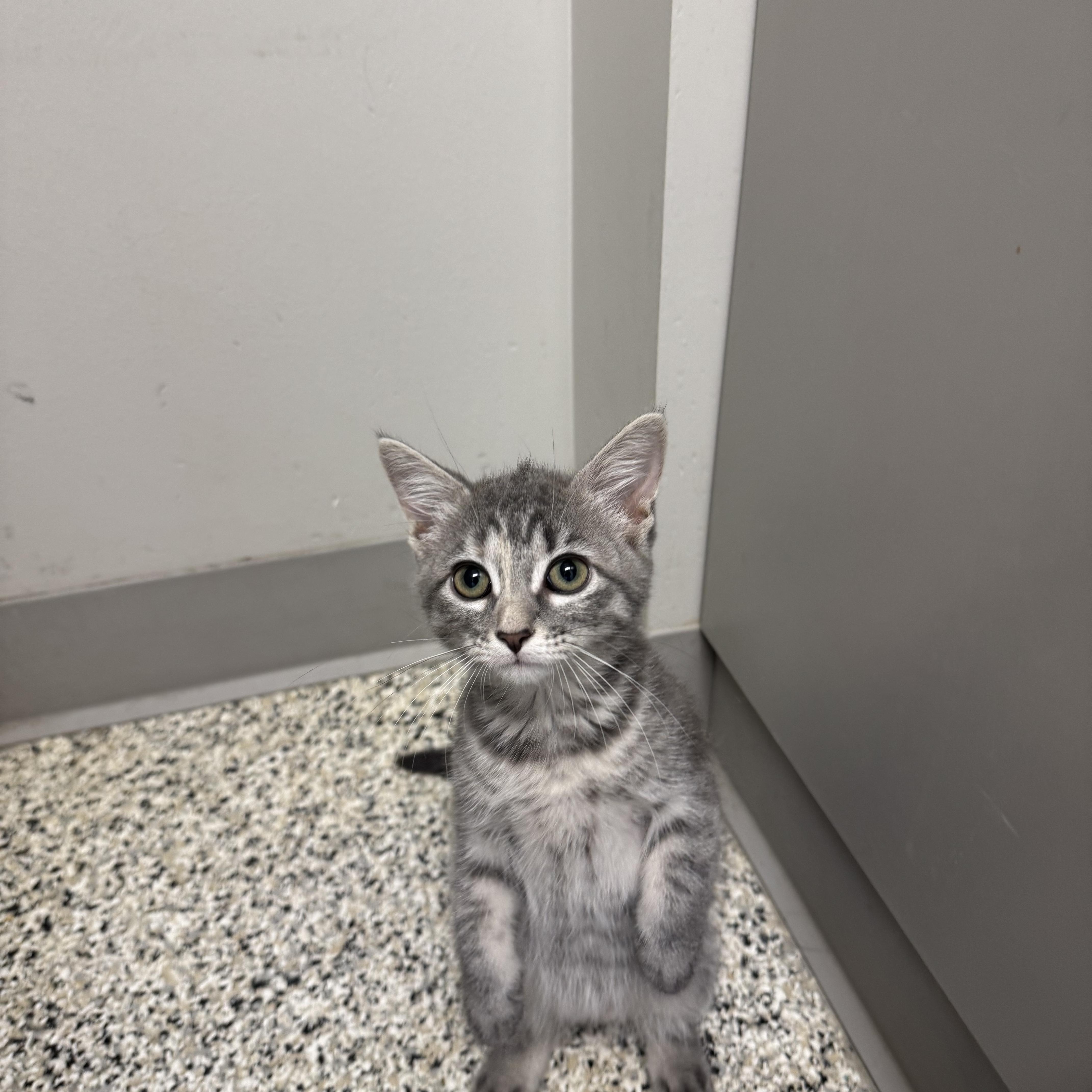 Idaho, an adopted Domestic Short Hair in Liberty, MO image 2/6