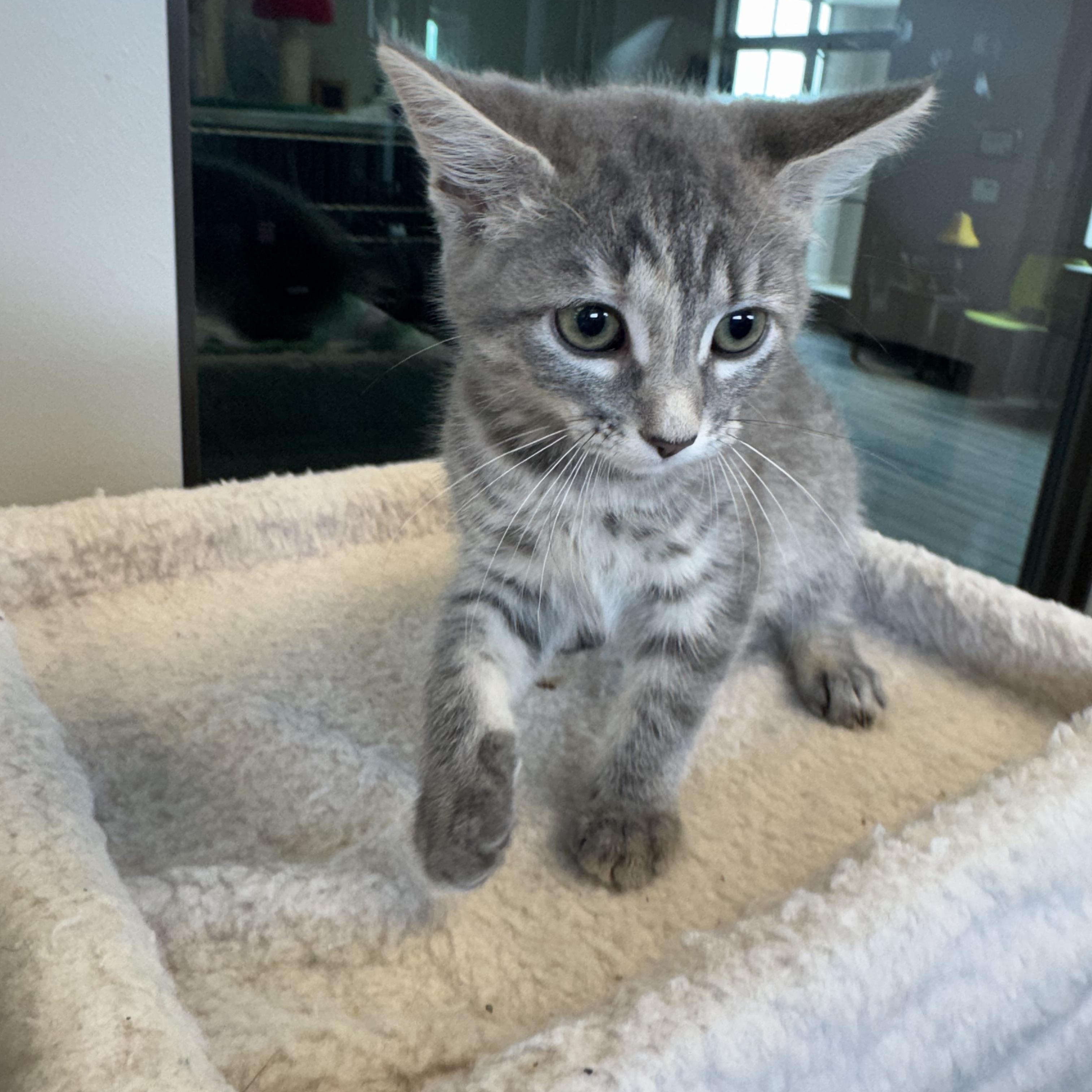 Idaho, adopted, Kitten Female Domestic Short Hair.