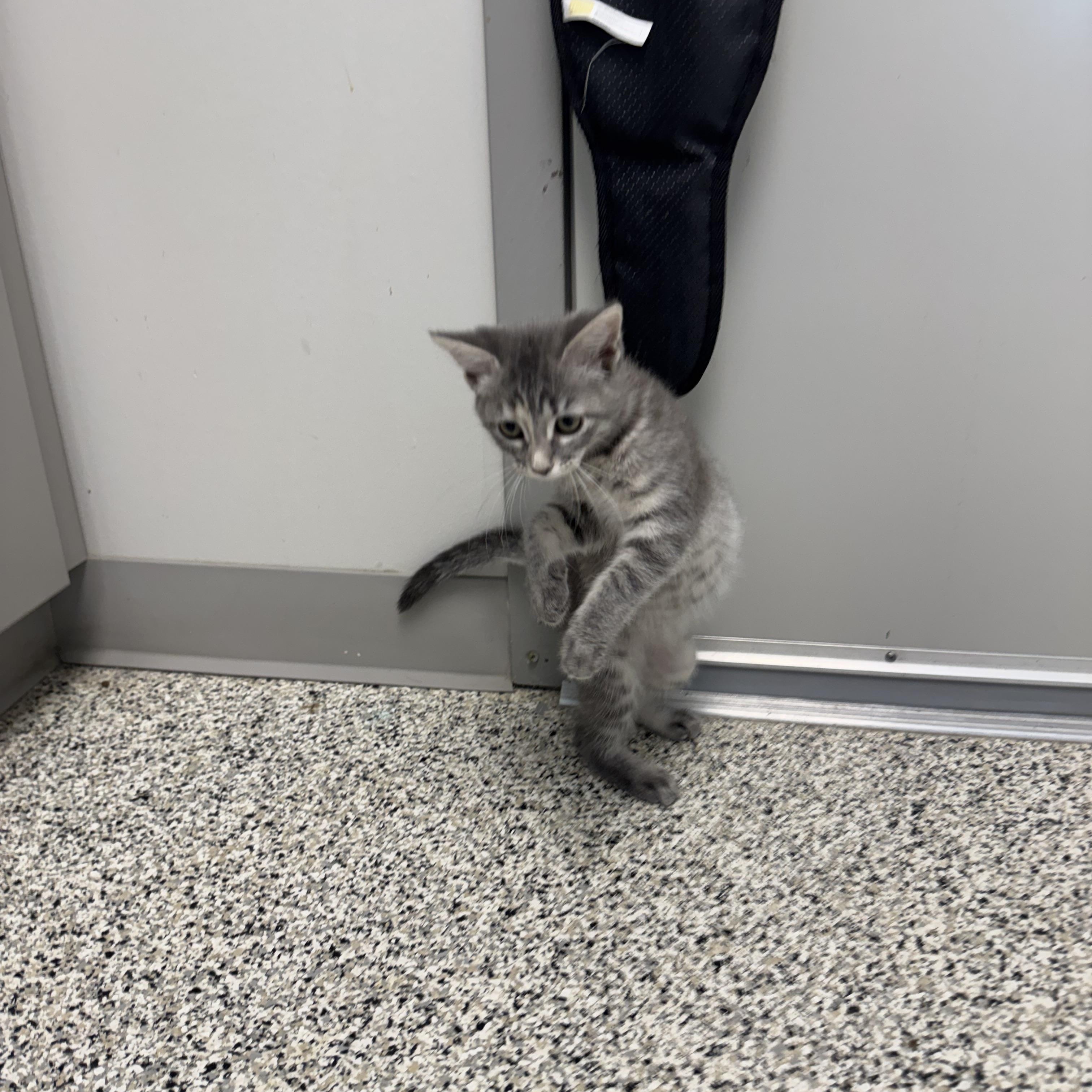 Idaho, an adopted Domestic Short Hair in Liberty, MO image 4/6