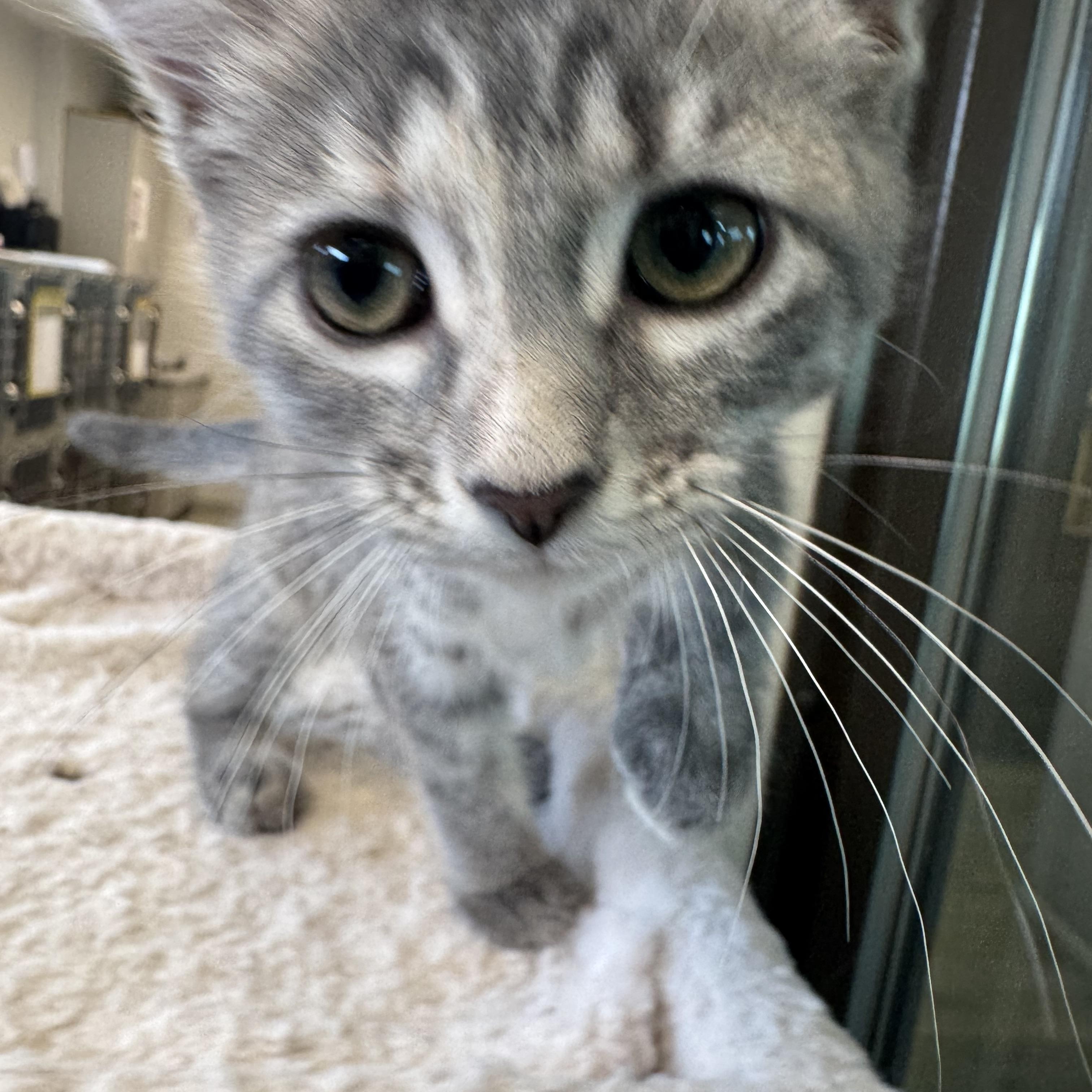 Idaho, an adopted Domestic Short Hair in Liberty, MO image 6/6