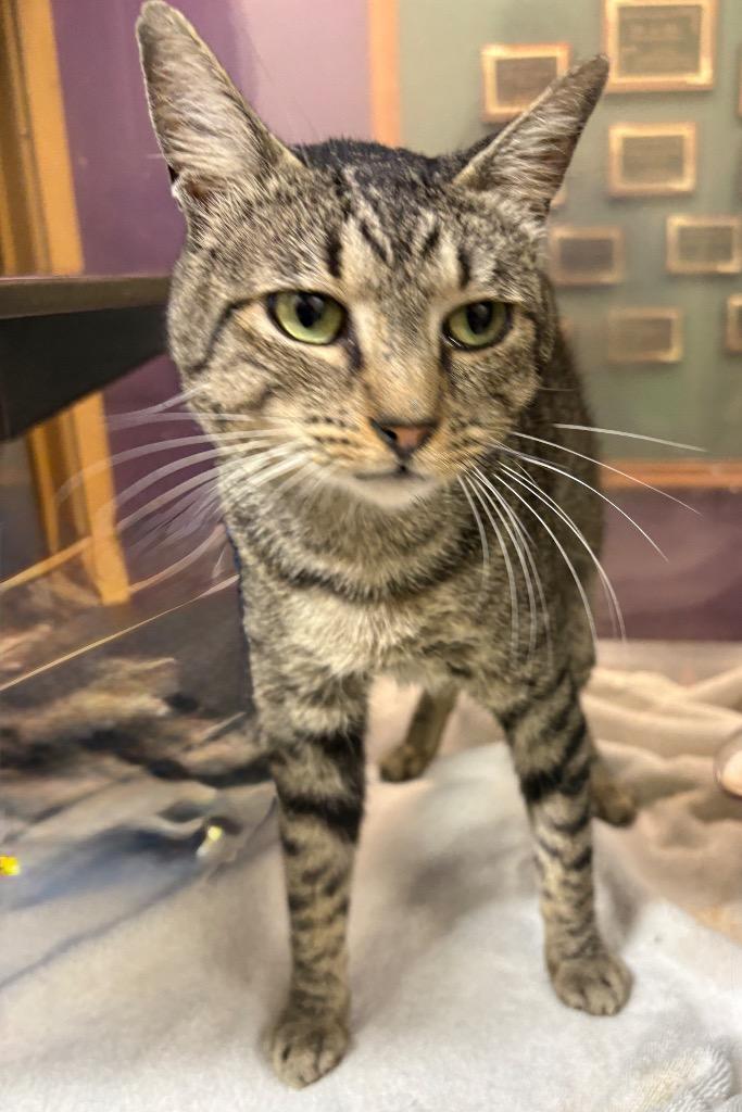 Diego, Adoptable, Young Male Tabby.