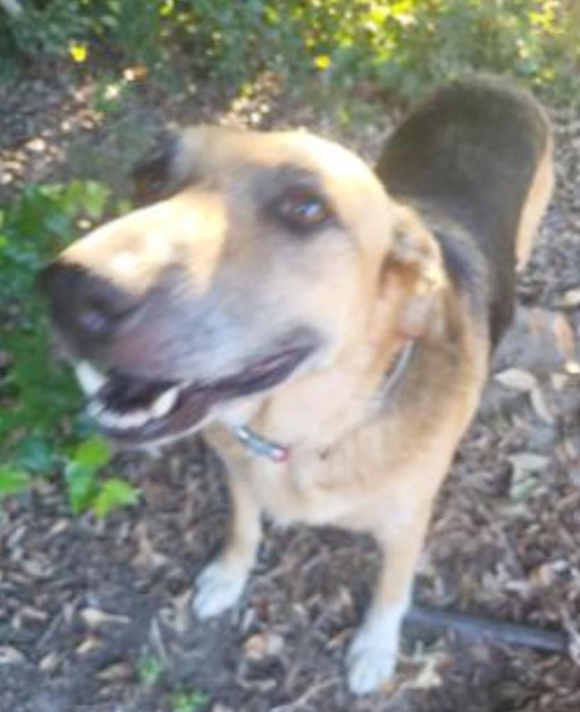 Sweet Pea, adopted, Senior Female Shepherd.