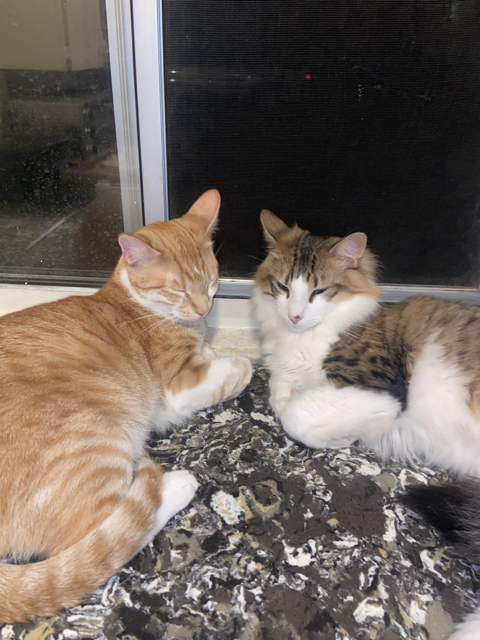 Skittles, Adoptable, Young Male Domestic Short Hair.