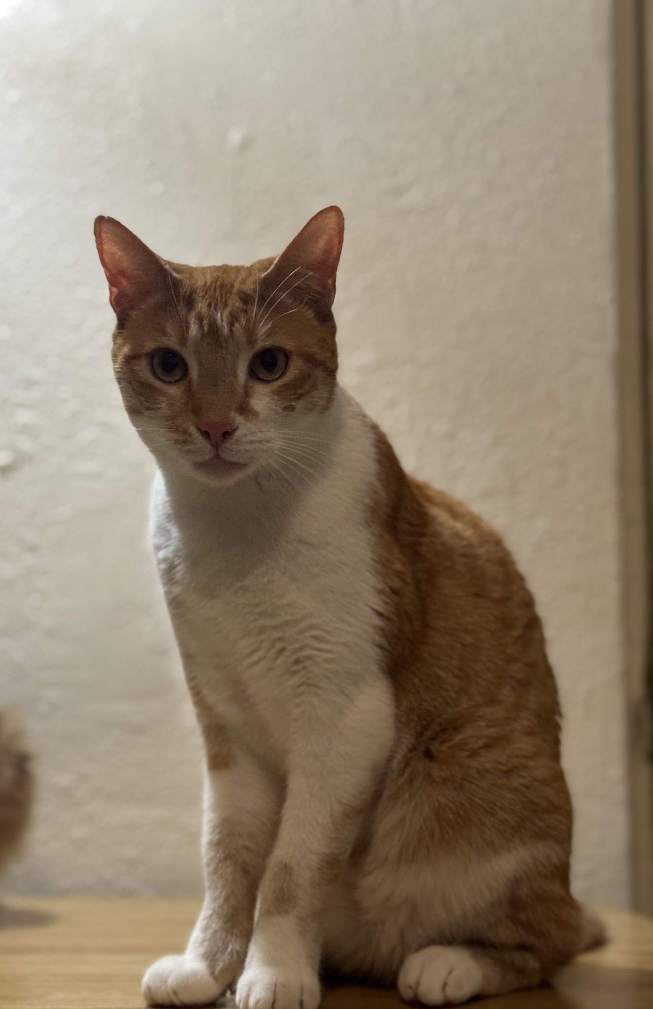 Enlarge Skittles, a Adoptable mixed breed in Lodi, CA image 4/5