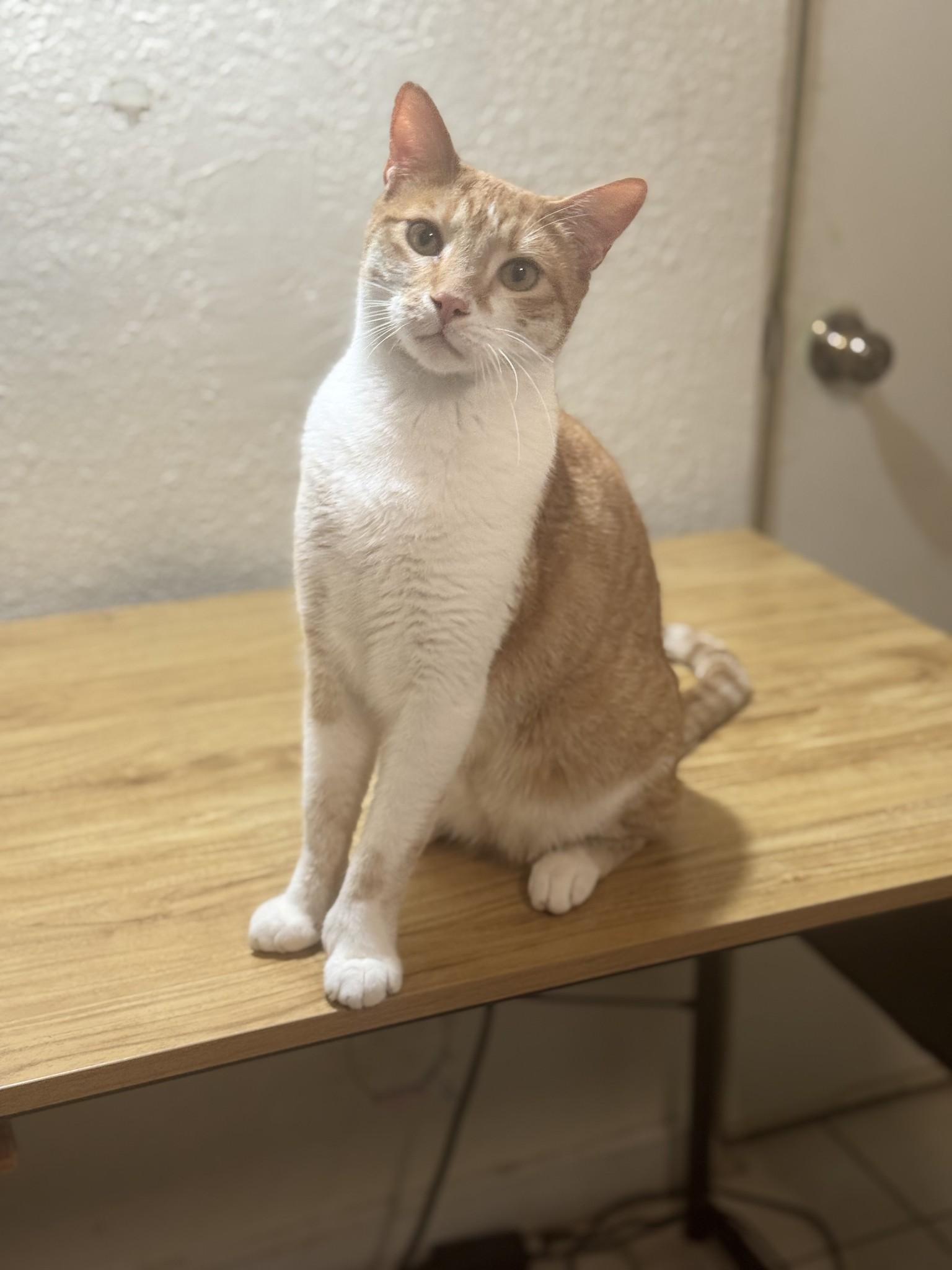 Enlarge Skittles, a Adoptable mixed breed in Lodi, CA image 5/5