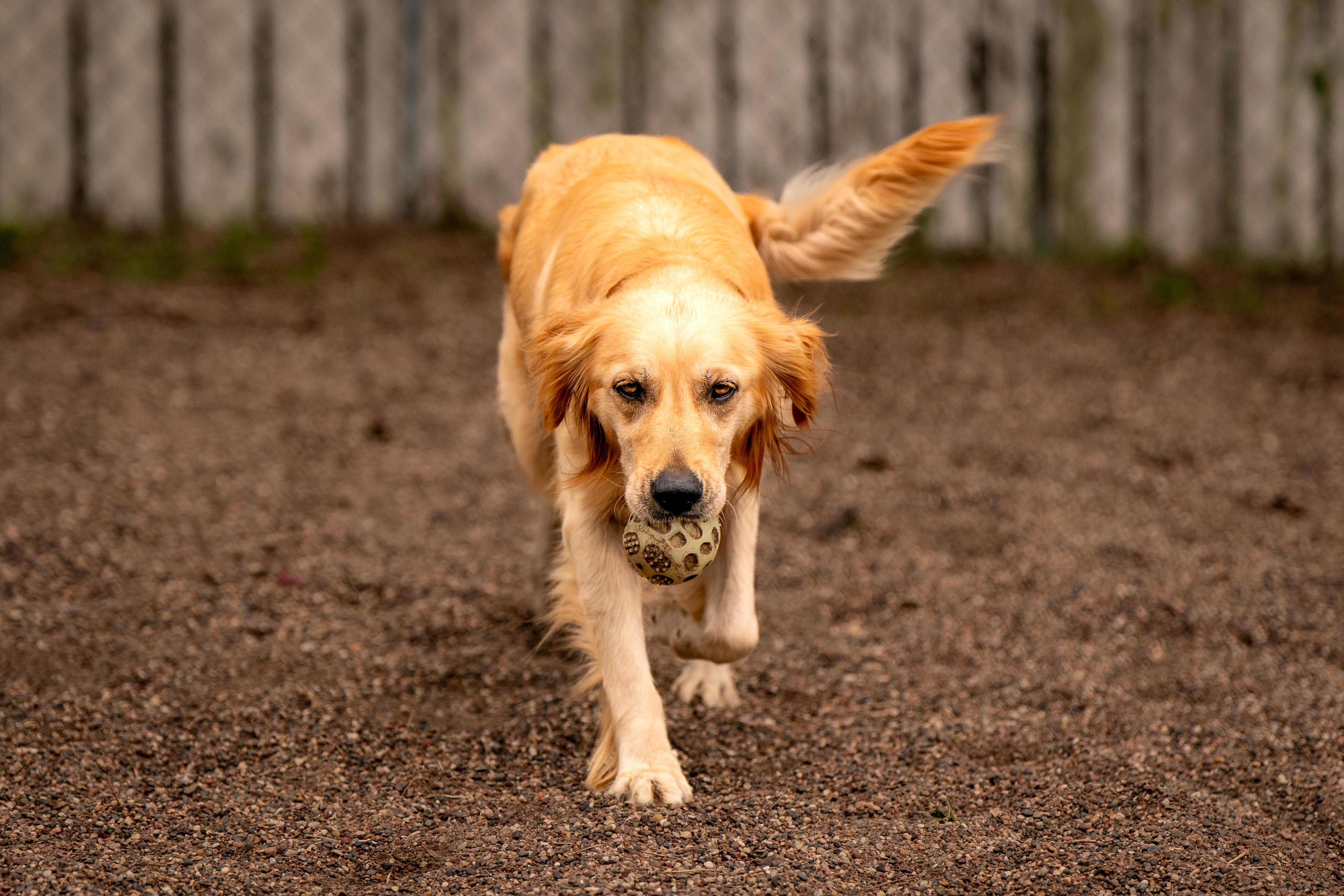 Enlarge Jessa, an adopted mixed breed in Red Wing, MN image 3/6