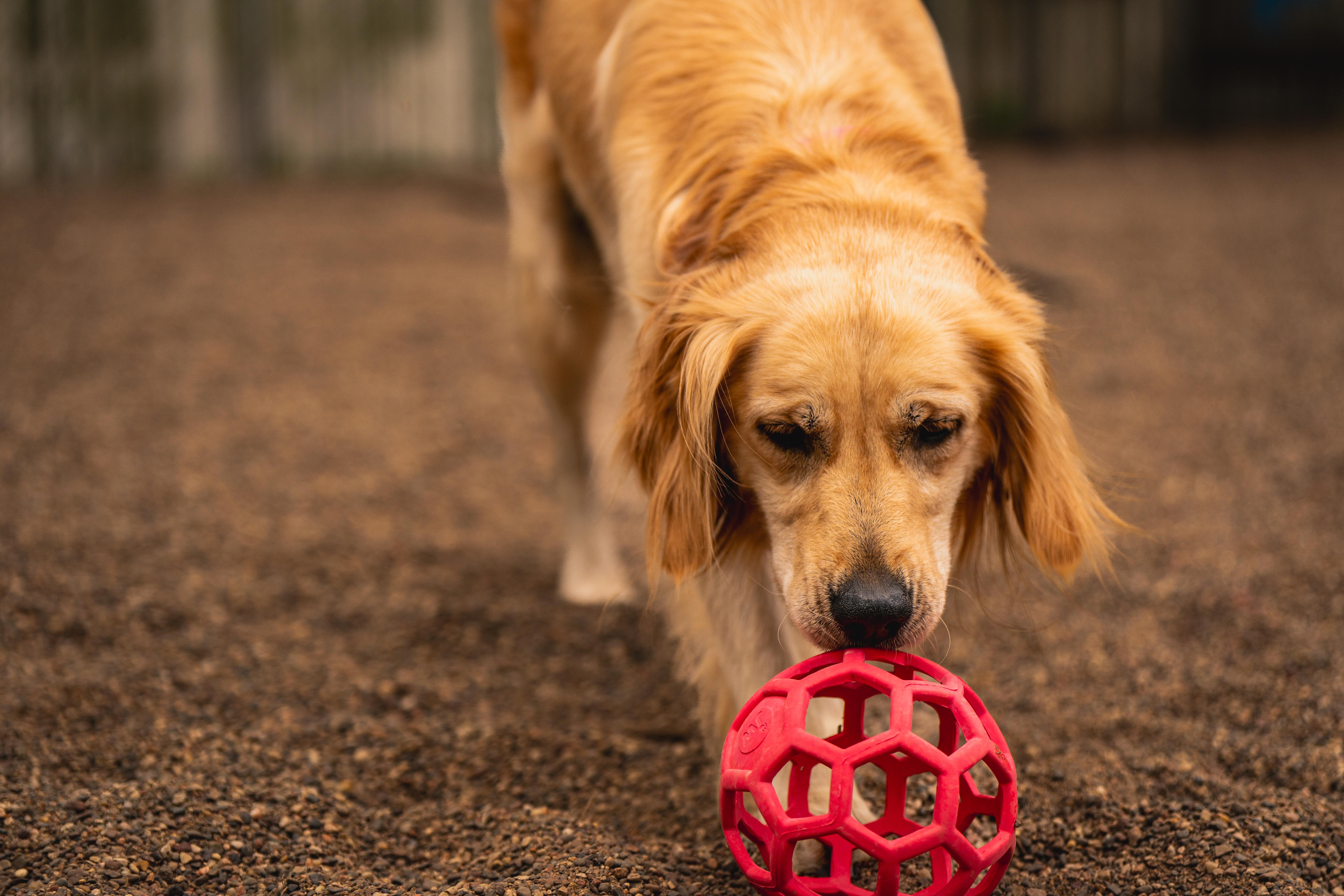Enlarge Jessa, an adopted mixed breed in Red Wing, MN image 4/6