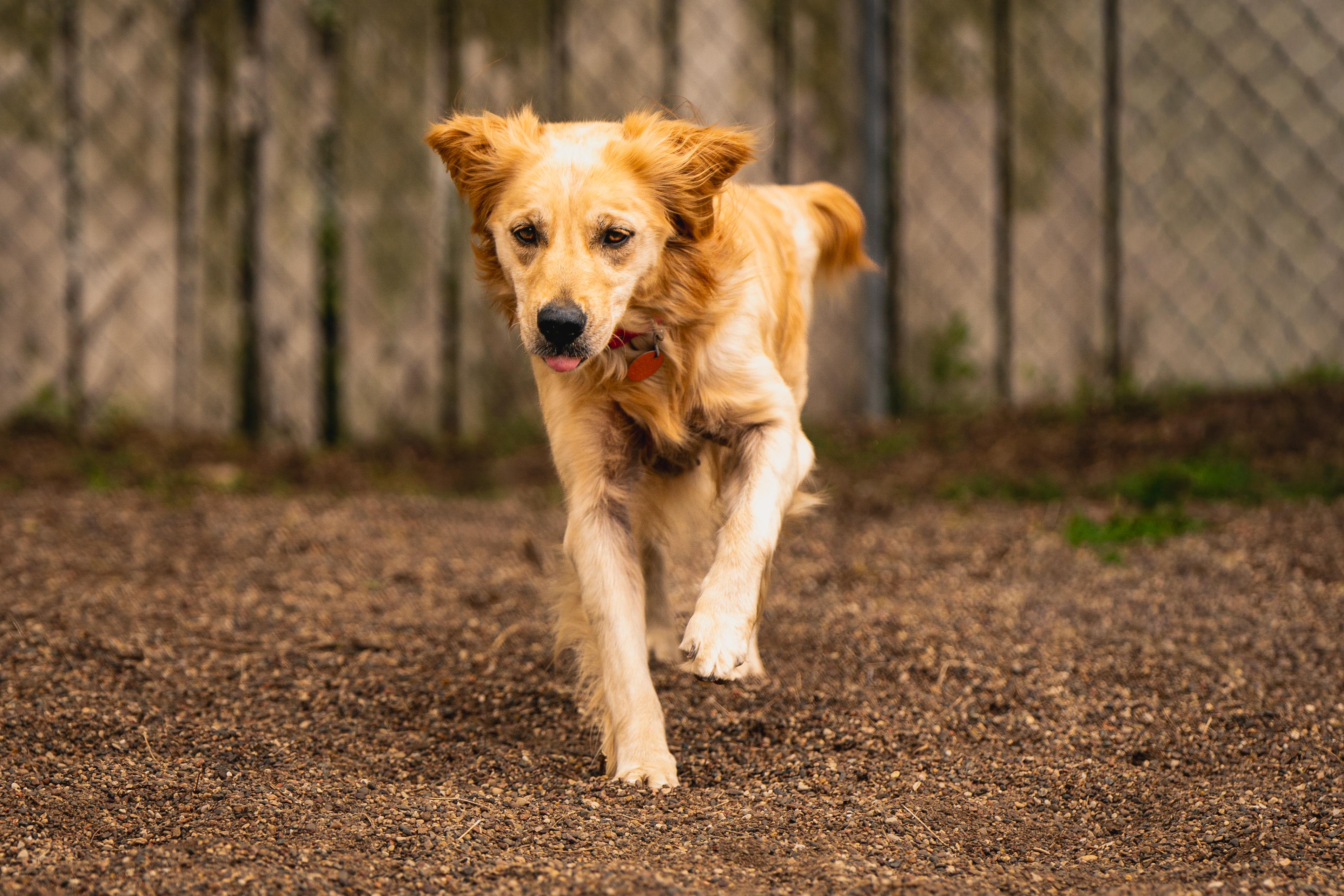 Enlarge Jessa, an adopted mixed breed in Red Wing, MN image 5/6