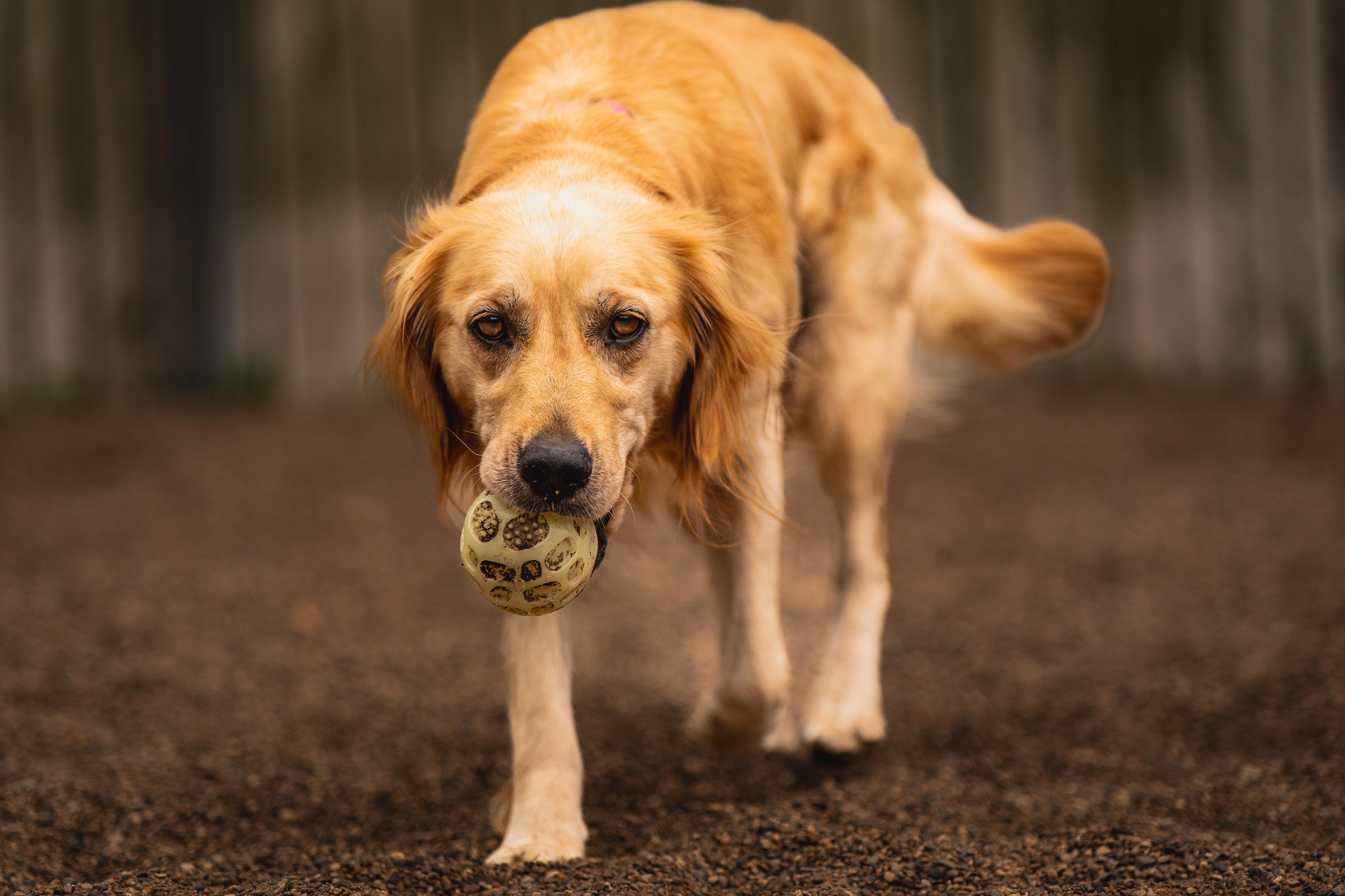 Enlarge Jessa, an adopted mixed breed in Red Wing, MN image 6/6