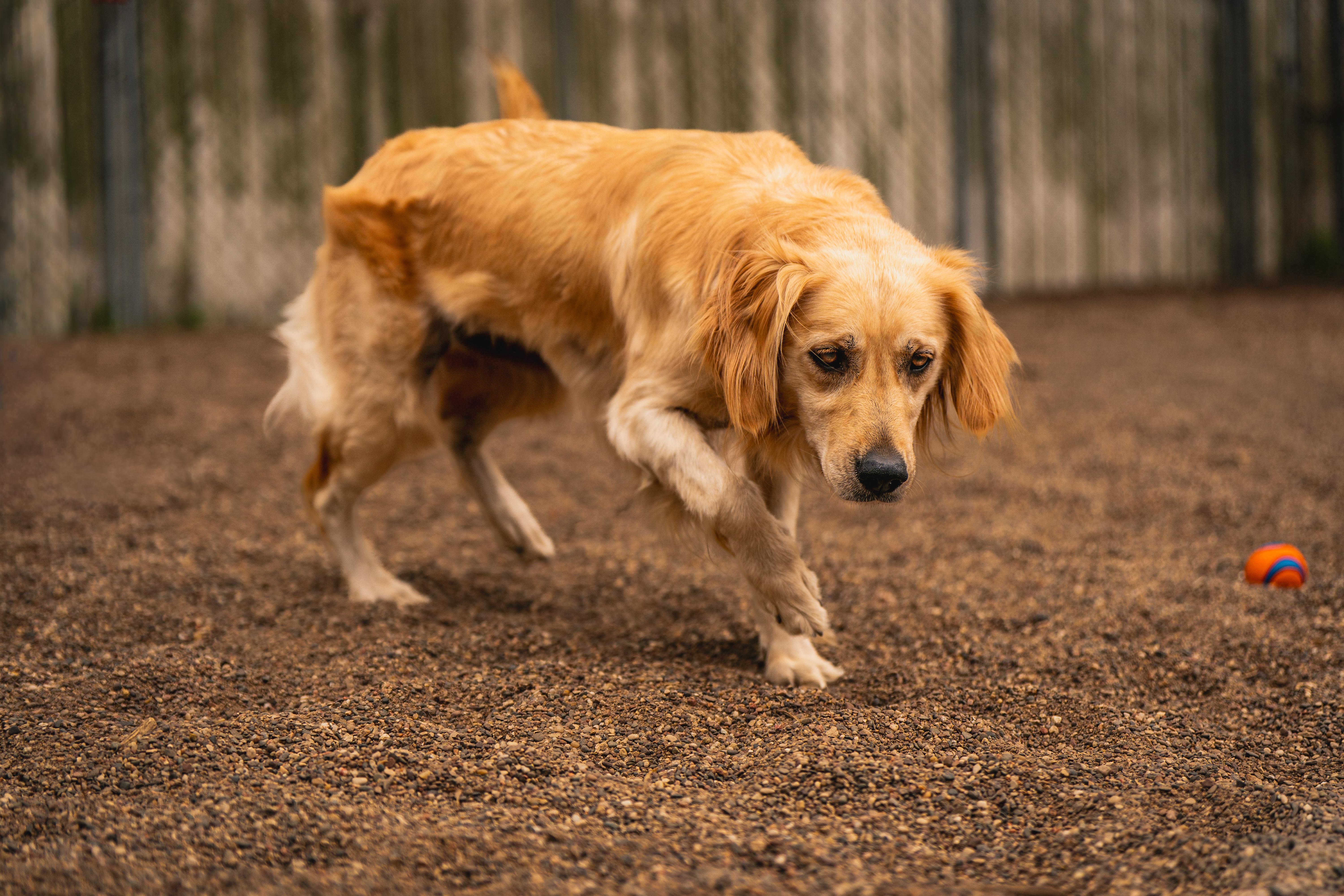 Enlarge Jessa, an adopted mixed breed in Red Wing, MN image 1/6