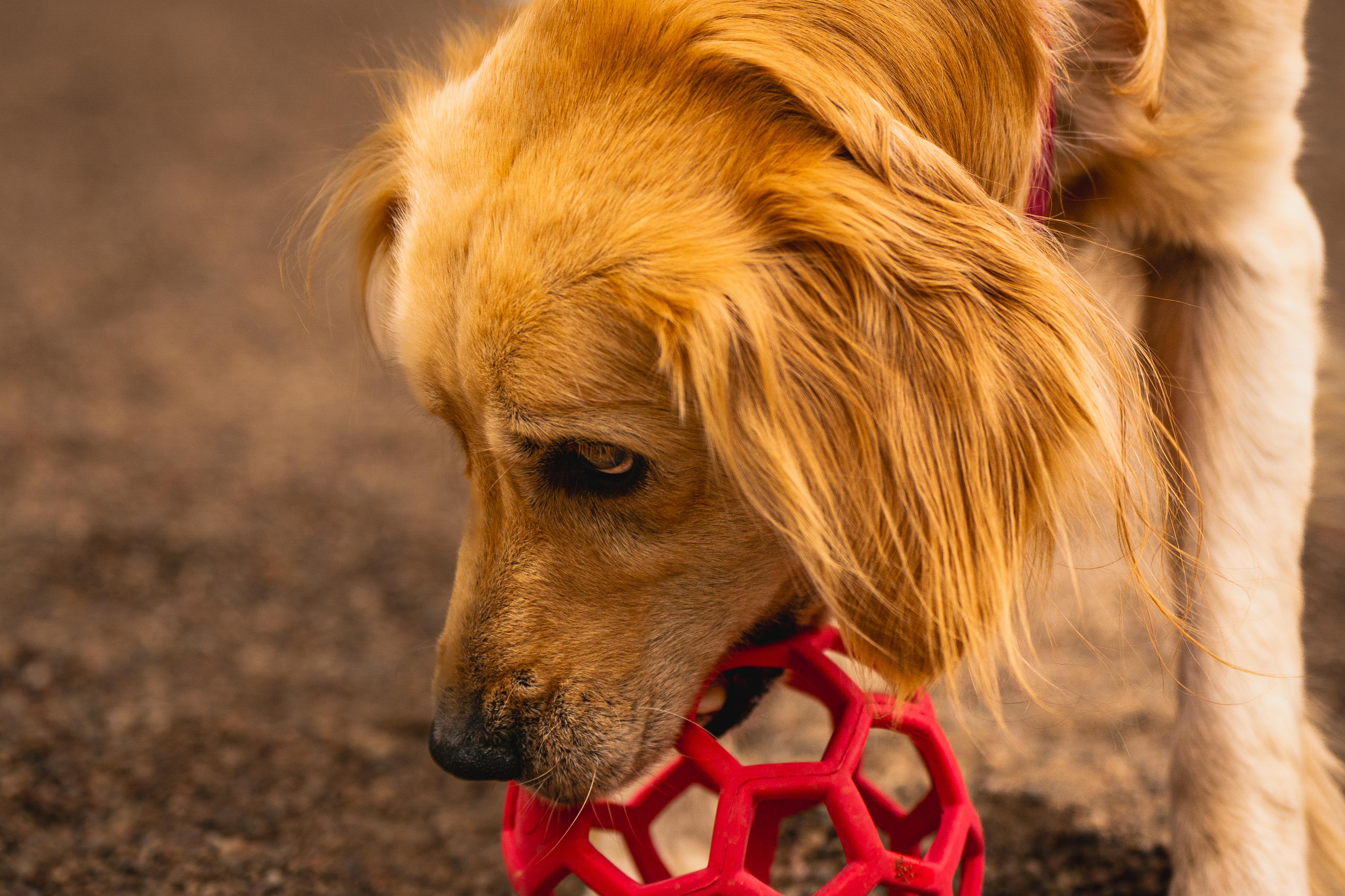 Enlarge Jessa, an adopted mixed breed in Red Wing, MN image 2/6