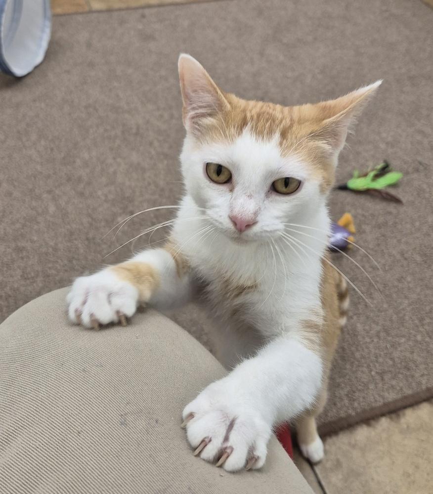 Todd, Adoptable, Kitten Male Domestic Short Hair.
